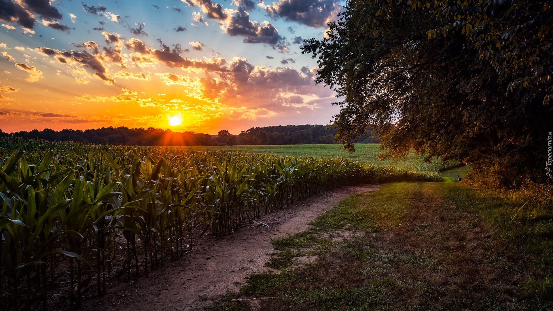 Pole, Ścieżka, Drzewa, Wschód słońca, Chmury