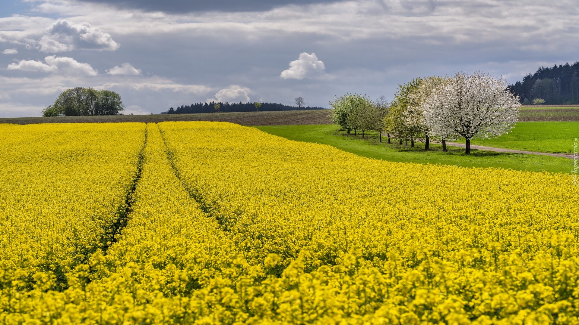 Pole, Kwitnący, Rzepak, Drzewa, Wiosna