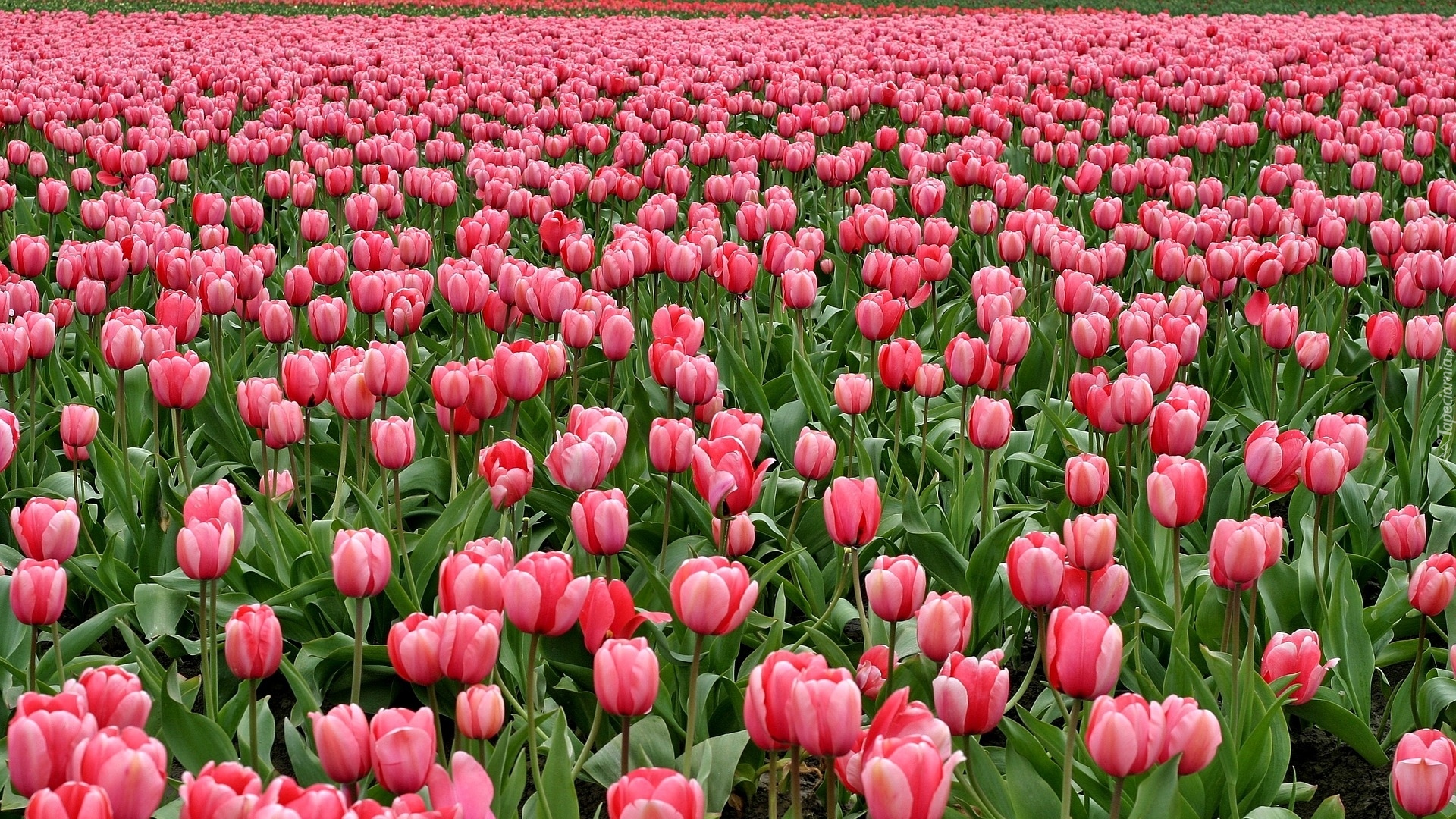 Kwiaty, Pole, Tulipany