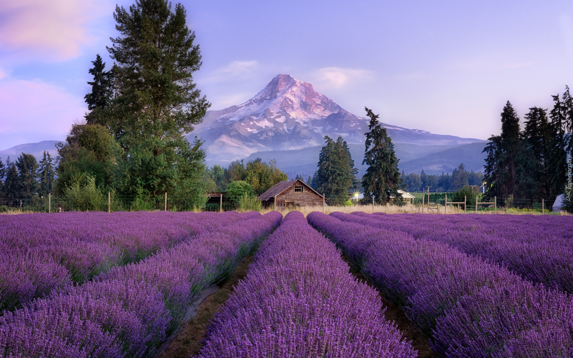 Pole, Lawenda, Drzewa, Dom, Ogrodzenie, Góry, Stratowulkan Mount Hood, Miejscowość, Hood River, Stan Oregon, Stany Zjednoczone