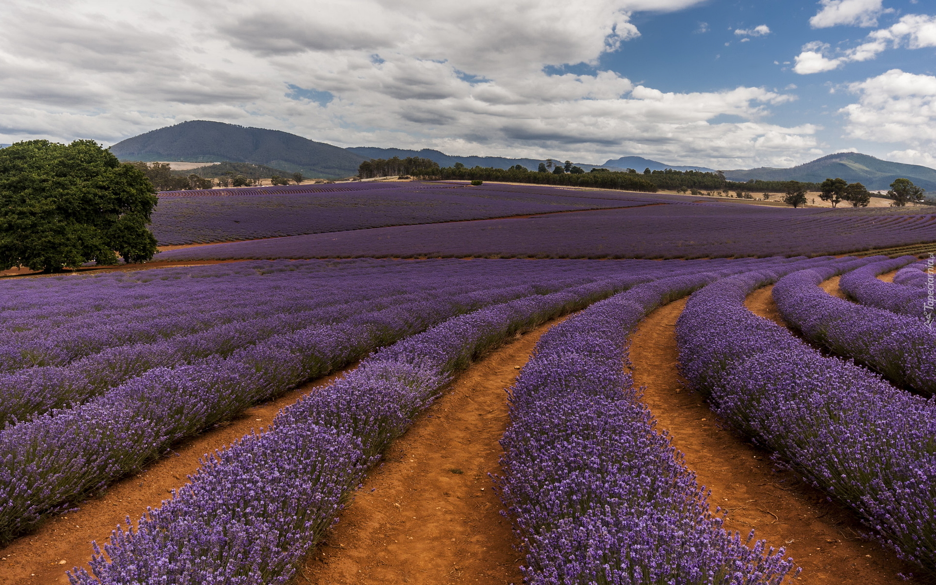 Pole, Lawenda, Drzewa, Góry, Nobowla, Tasmania, Australia