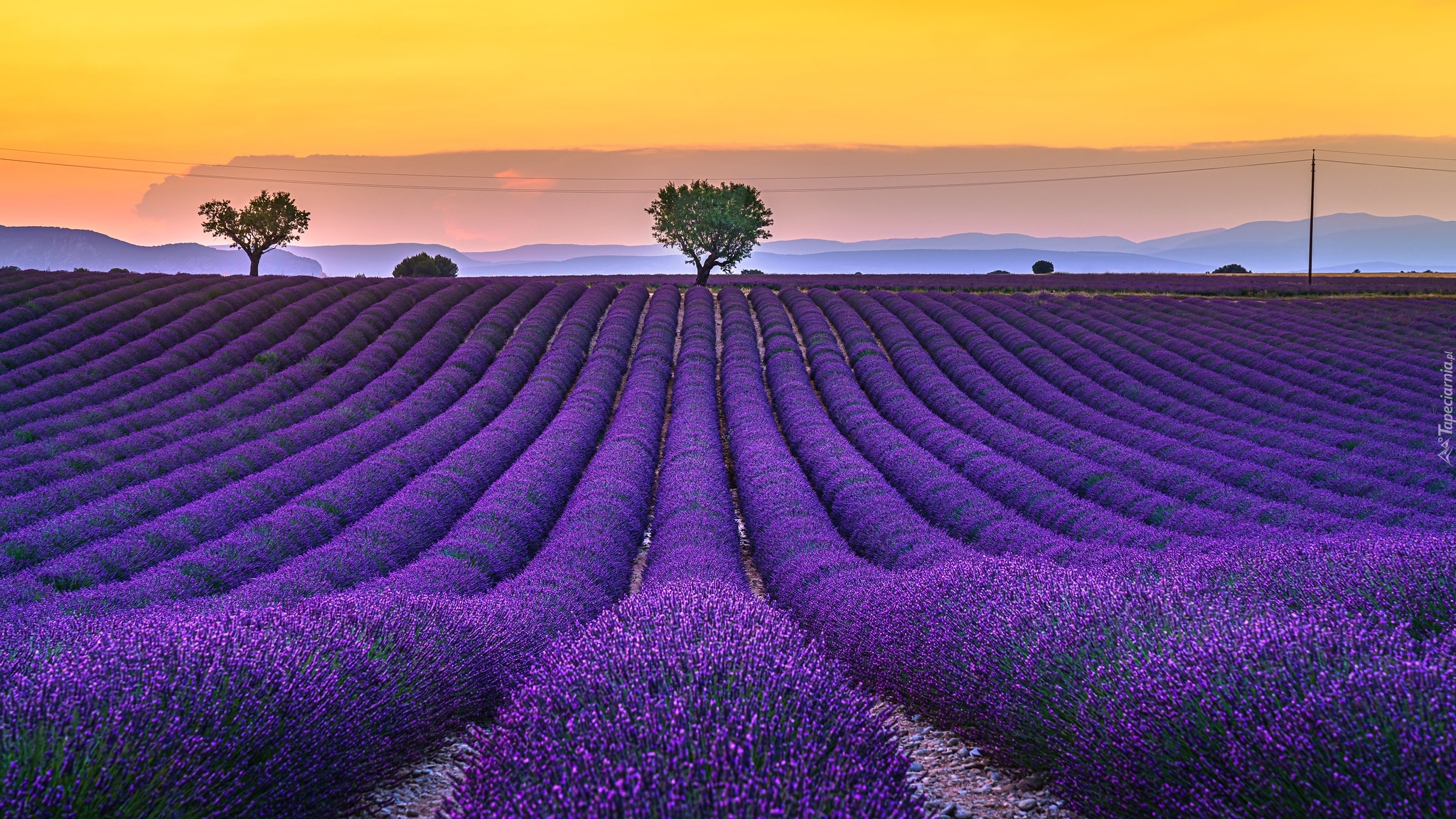 Wschód słońca, Pole, Lawenda, Drzewa, Valensole, Prowansja, Francja