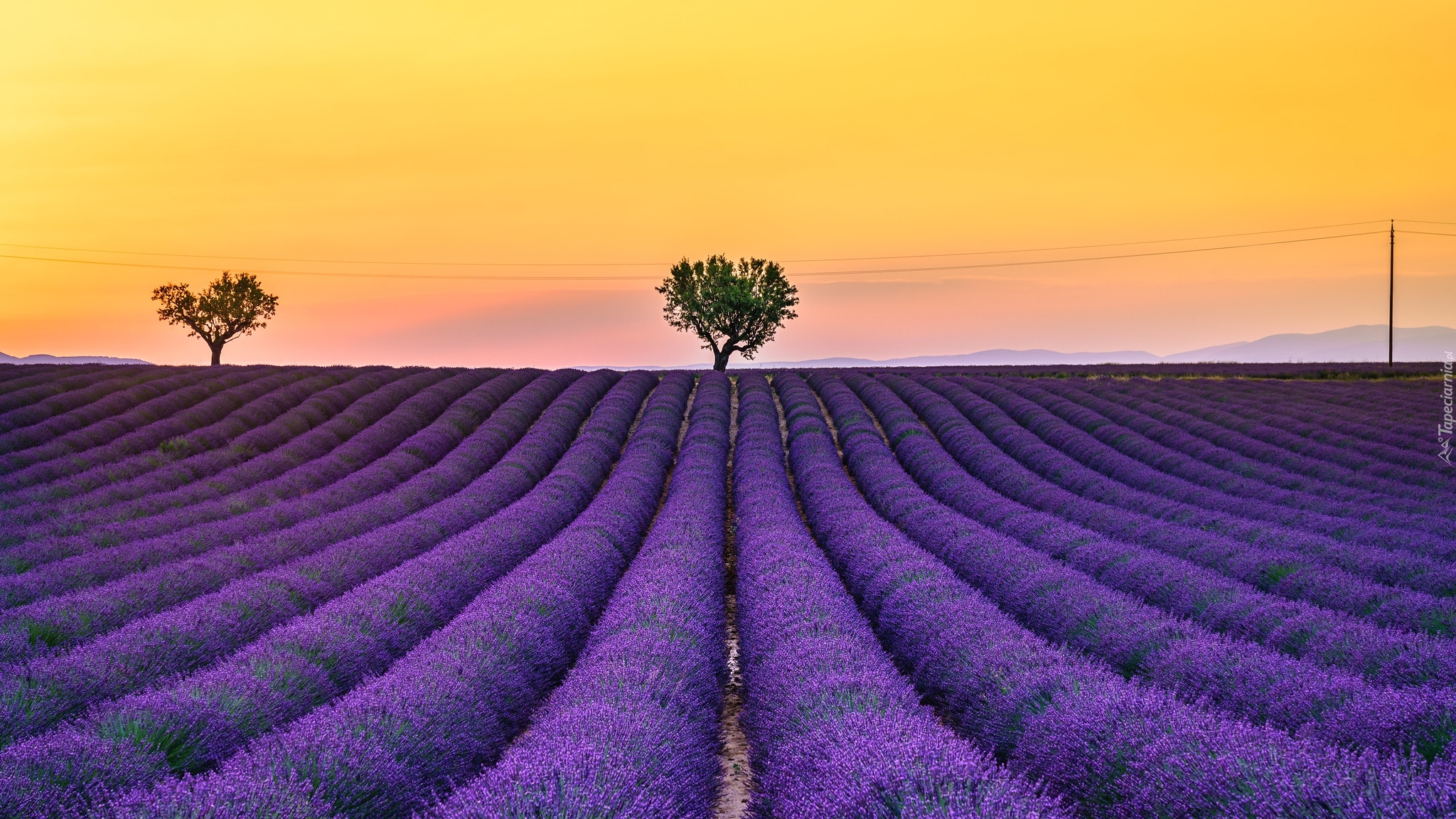 Pole, Lawenda, Drzewa, Valensole, Prowansja, Francja