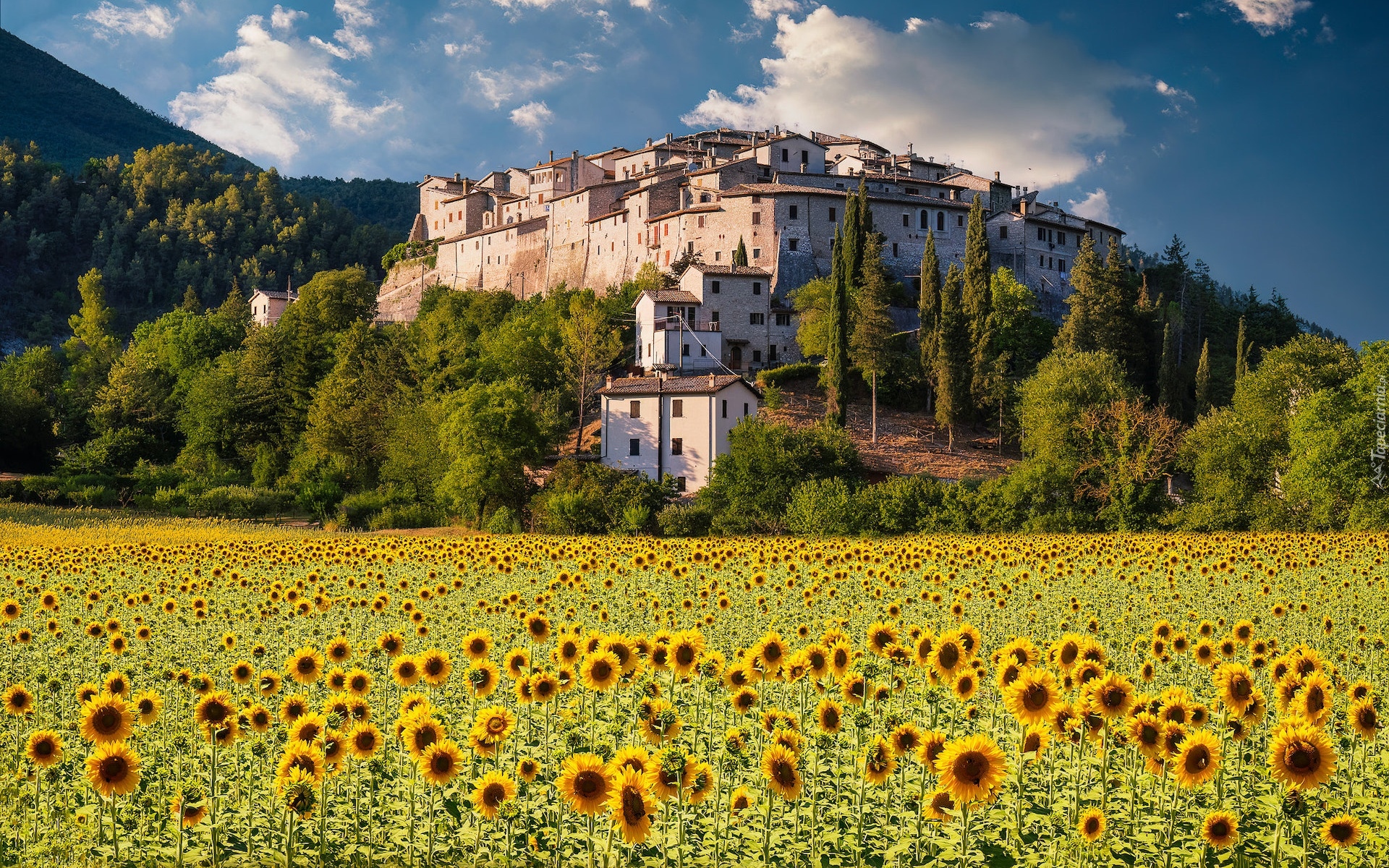 Włochy, Umbria, Osada, Castel San Felice, Domy, Wzgórze, Pole, Słoneczniki