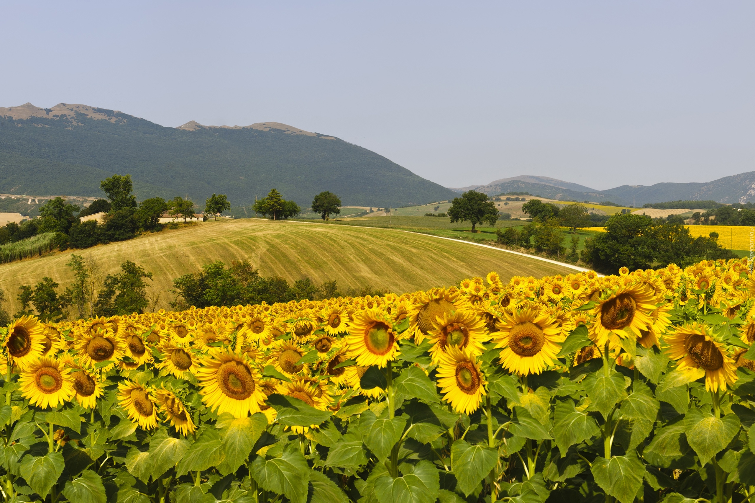 Włochy, Region Marche, Fabriano, Pole, Kwiaty, Słoneczniki, Góry, Droga, Drzewa