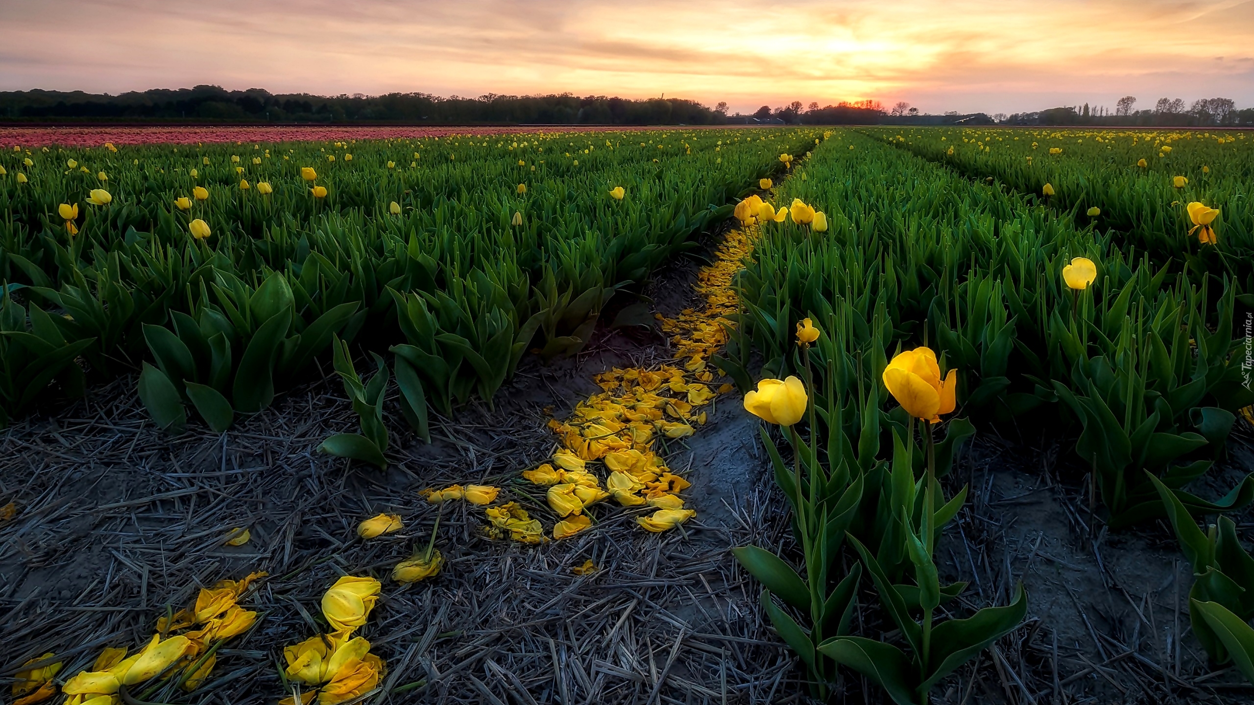 Pole, Tulipany, Żółte, Wschód słońca