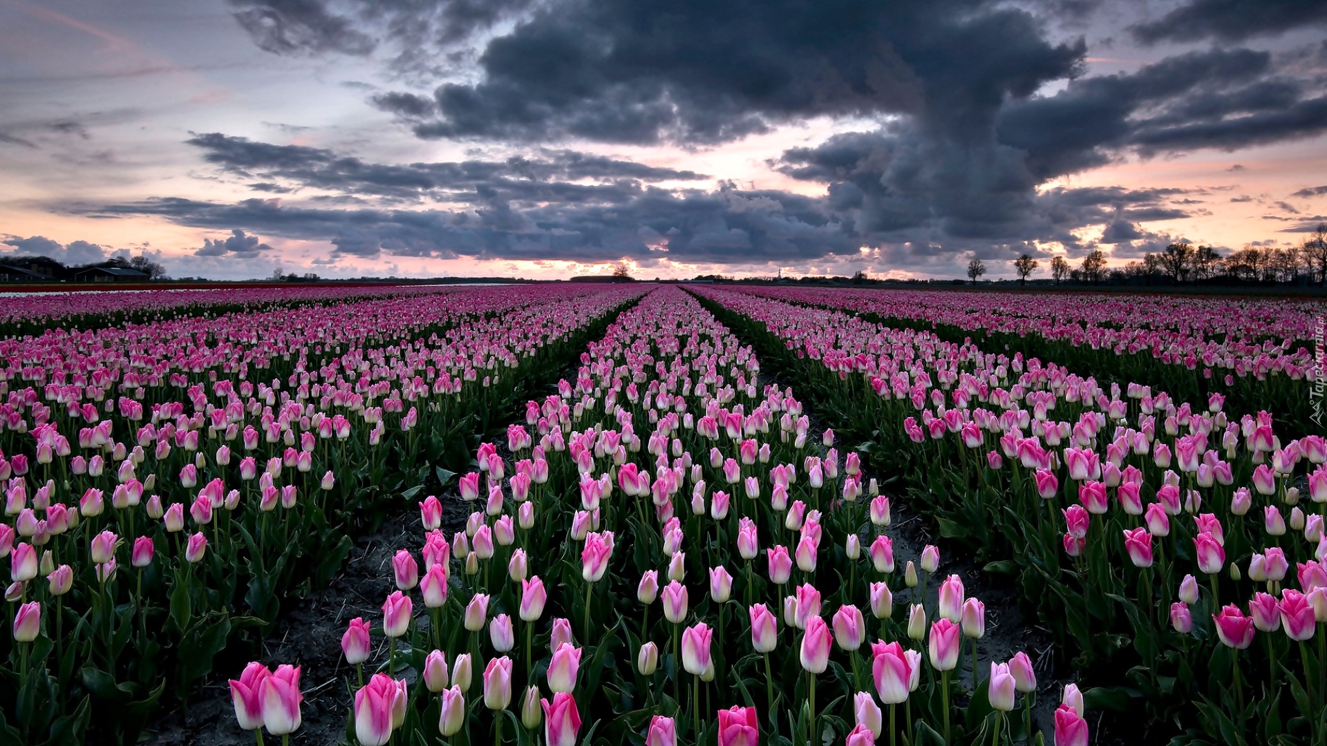 Holandia, Groningen, Biało-różowe, Tulipany, Pole, Niebo, Chmury