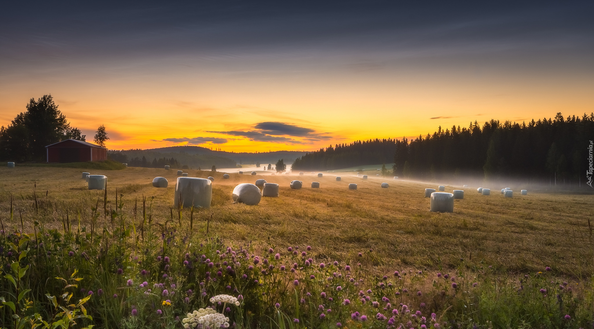 Finlandia, Region Pirkanmaa, Gmina Ruovesi, Łąka, Pole, Mgła, Las, Szopa