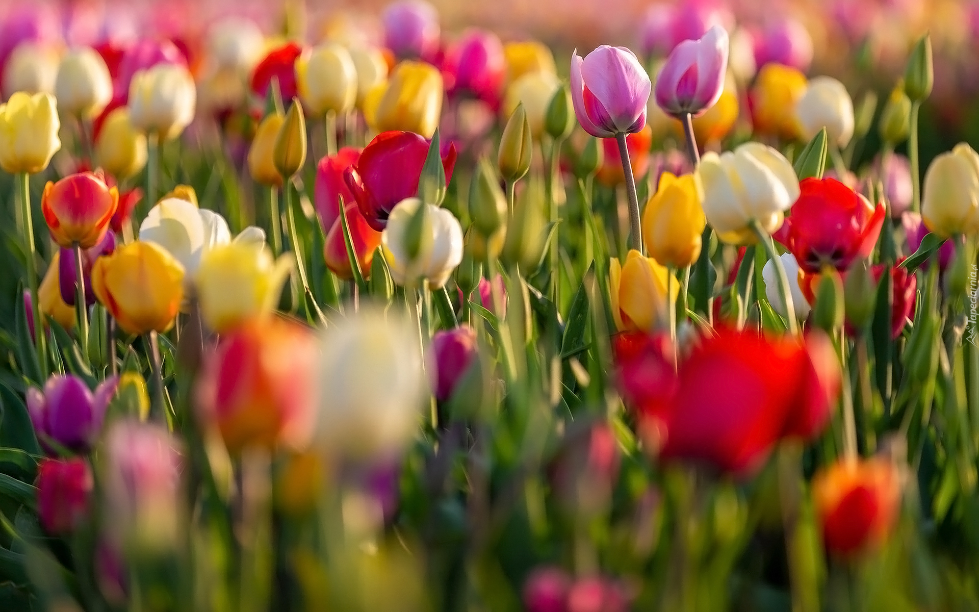Kolorowe, Tulipany, Rozmycie