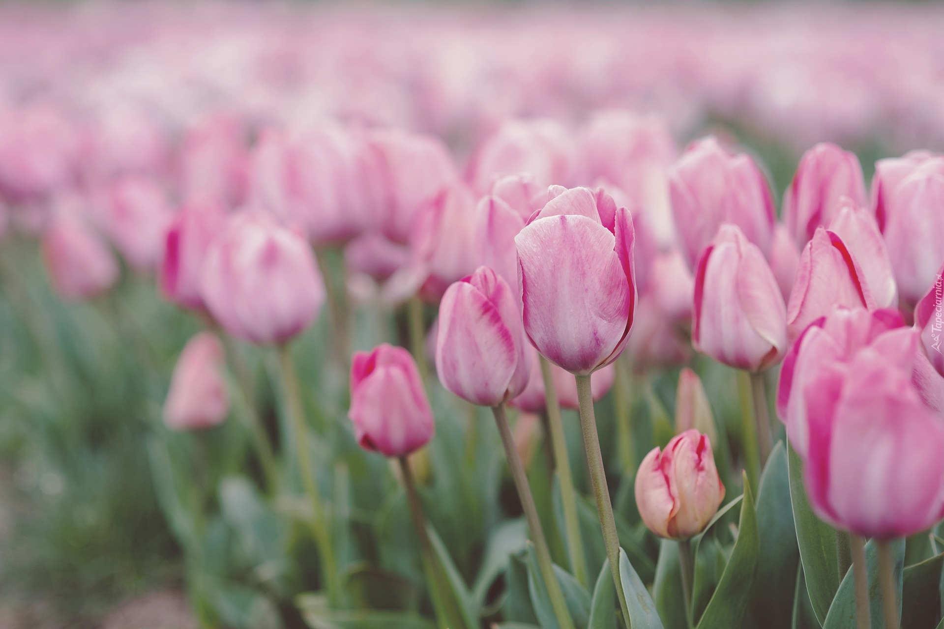 Tulipany, Łąka, Rozmyte tło