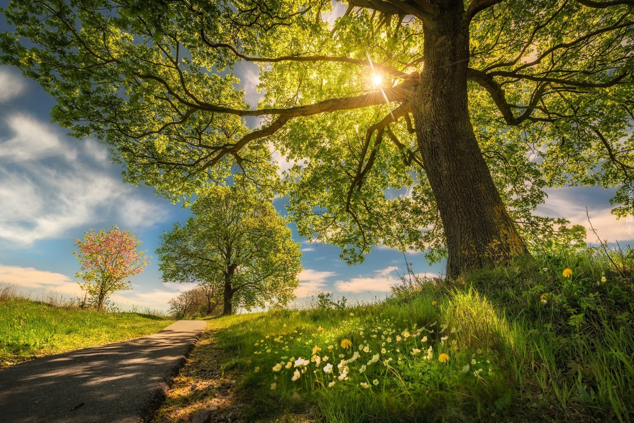 Drzewa, Droga, Kwiaty, Promienie słońca, Wiosna