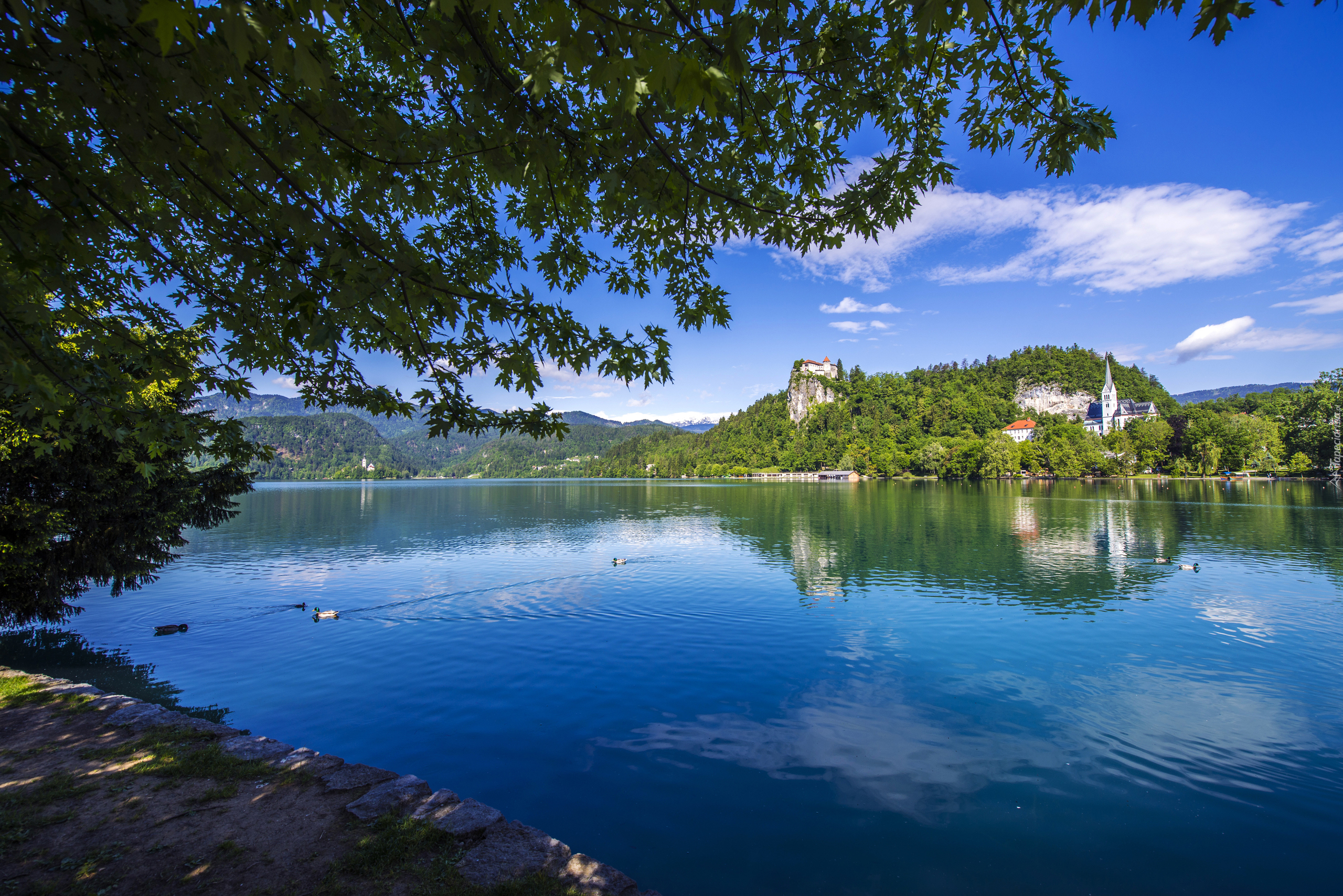Słowenia, Jezioro Bled, Kościół, Kaczki, Góry, Drzewa, Wzgórze, Zamek Bled Castle