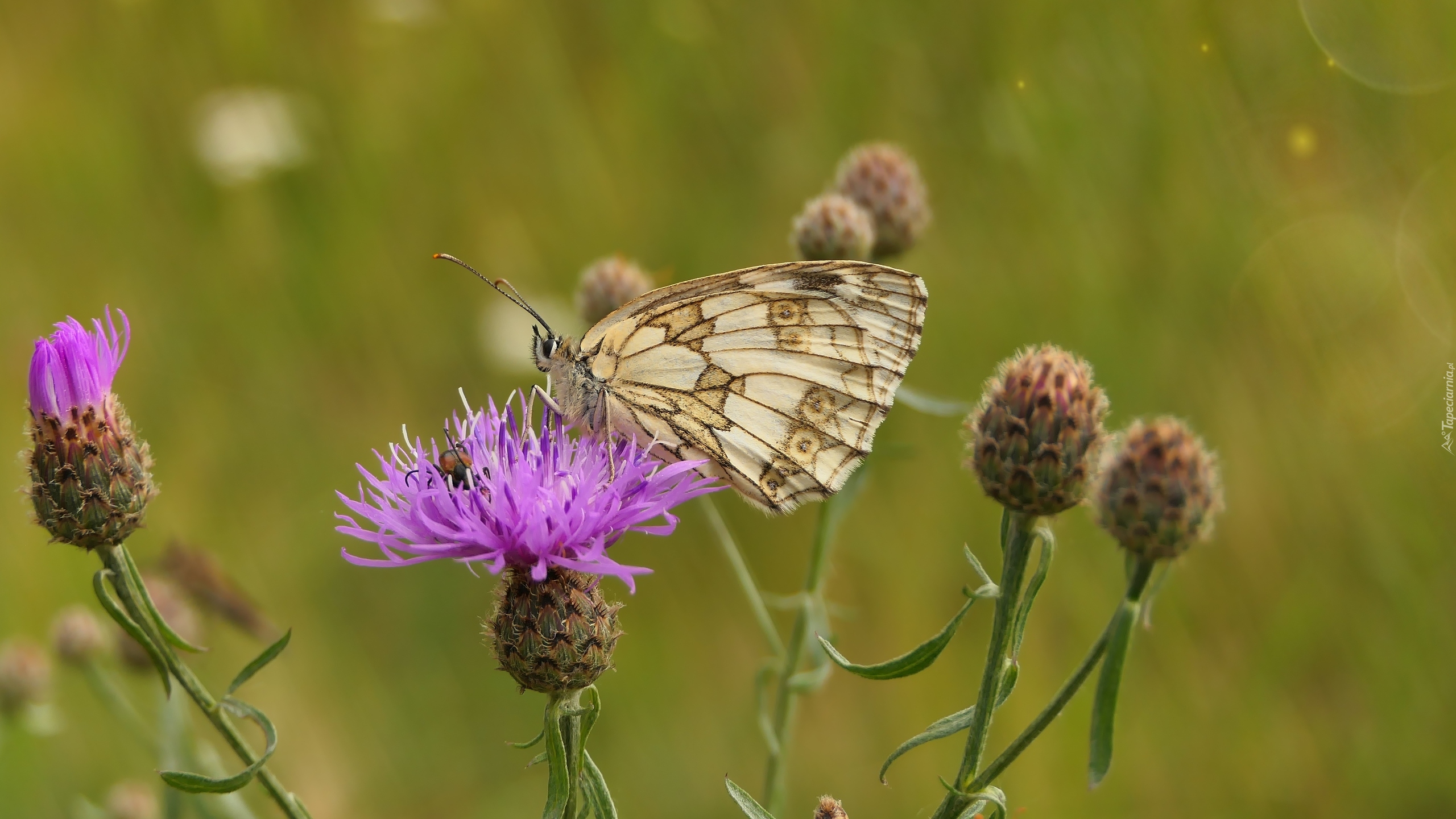 Motyl, Polowiec szachownica, Kwiat, Chaber driakiewnik