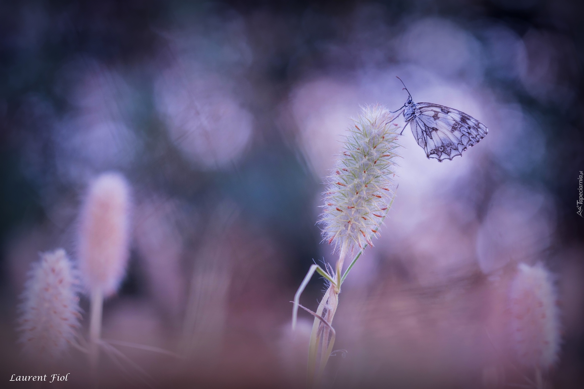 Motyl, Polowiec szachownica, Roślina