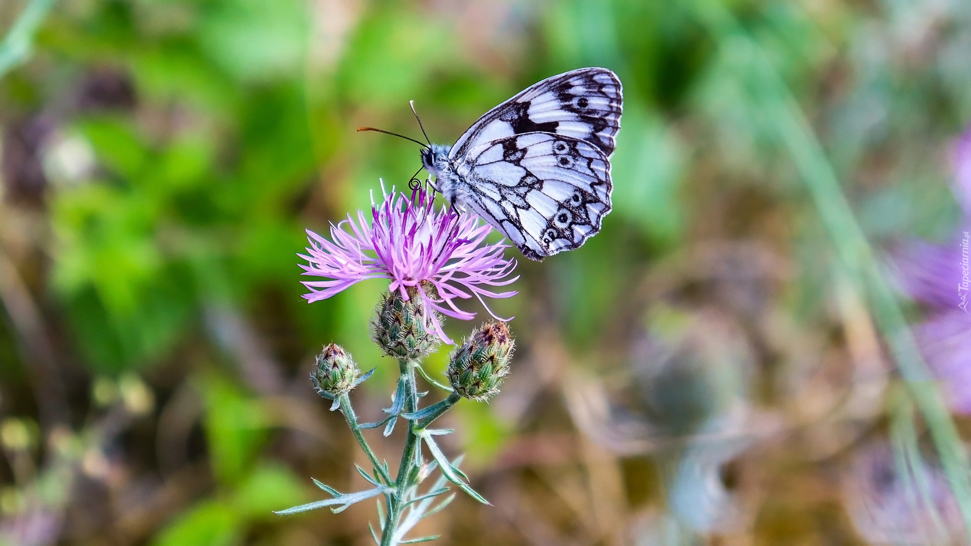 Motyl, Polowiec szachownica, Roślina, Chaber driakiewnik