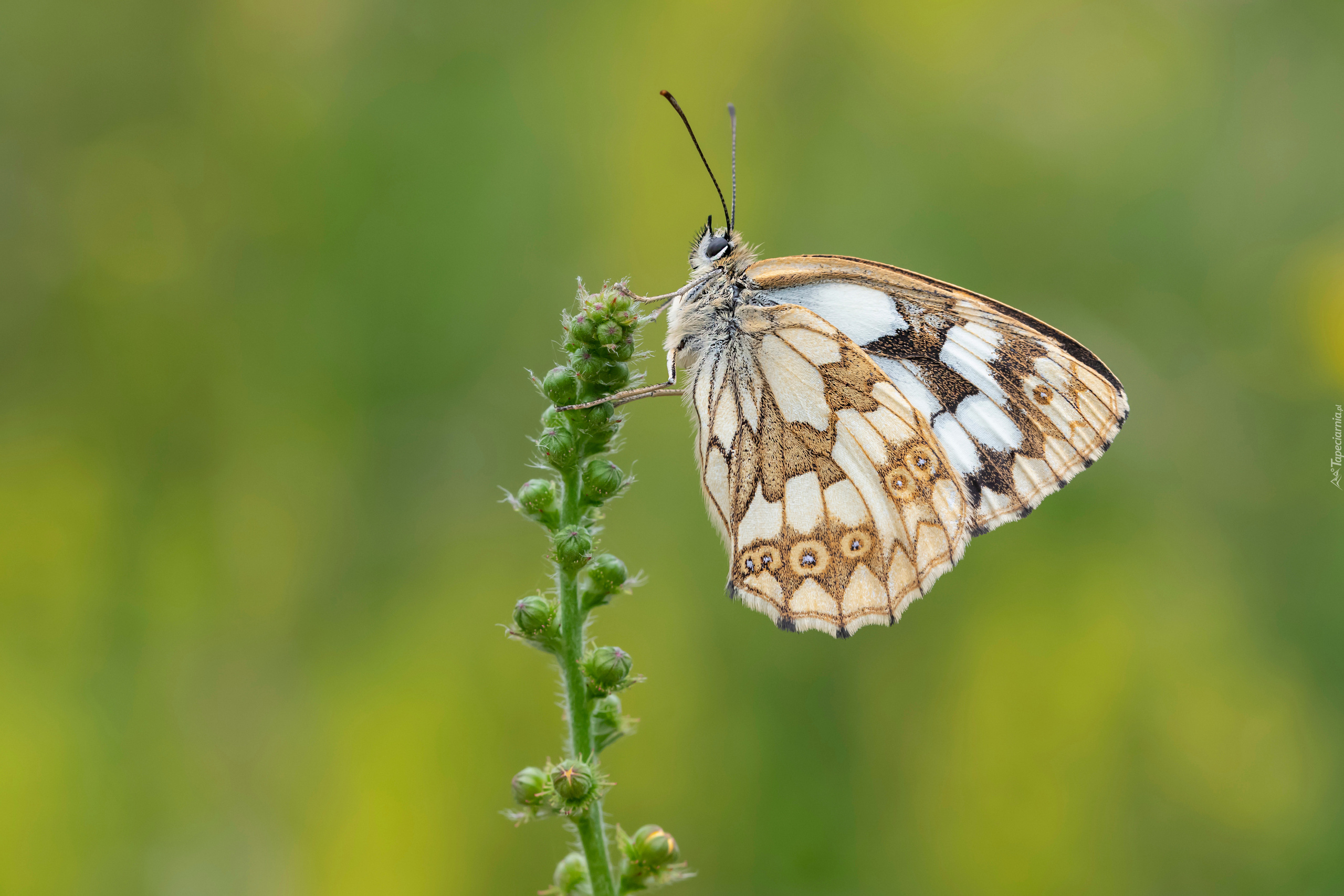 Motyl, Polowiec szachownica, Gałązka, Zbliżenie