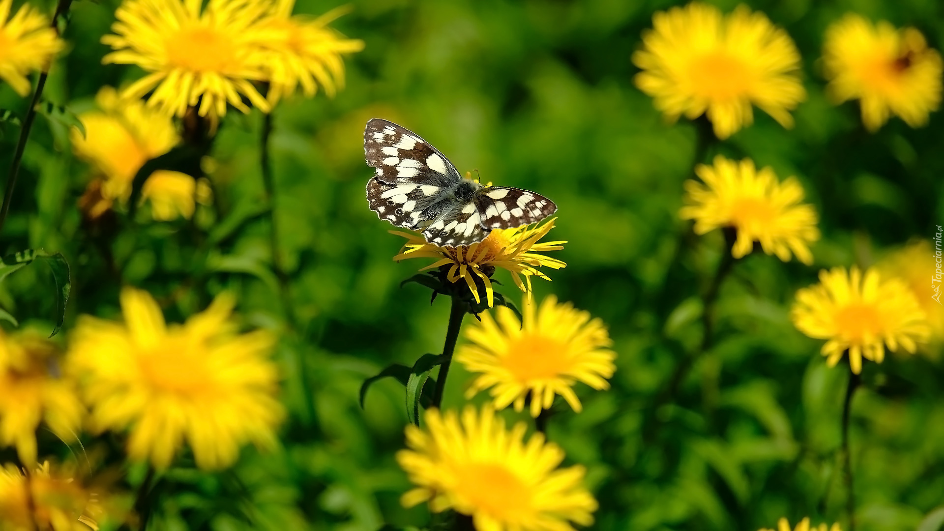 Żółte, Kwiaty, Motyl, Polowiec szachownica