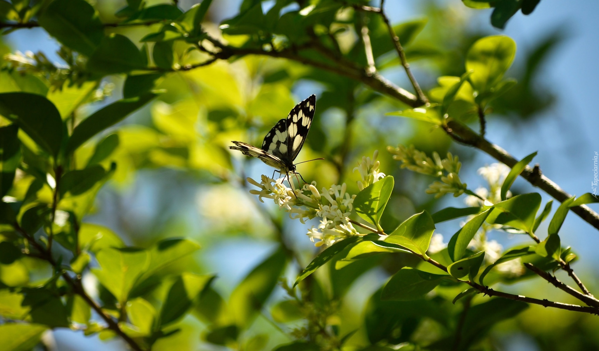 Motyl, Polowiec szachownica, Gałązki, Kwiaty, Białe, Światło