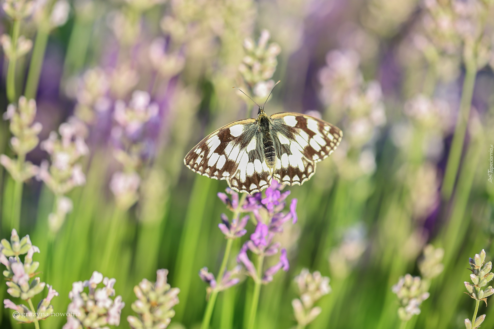 Motyl, Polowiec szachownica, Lawenda