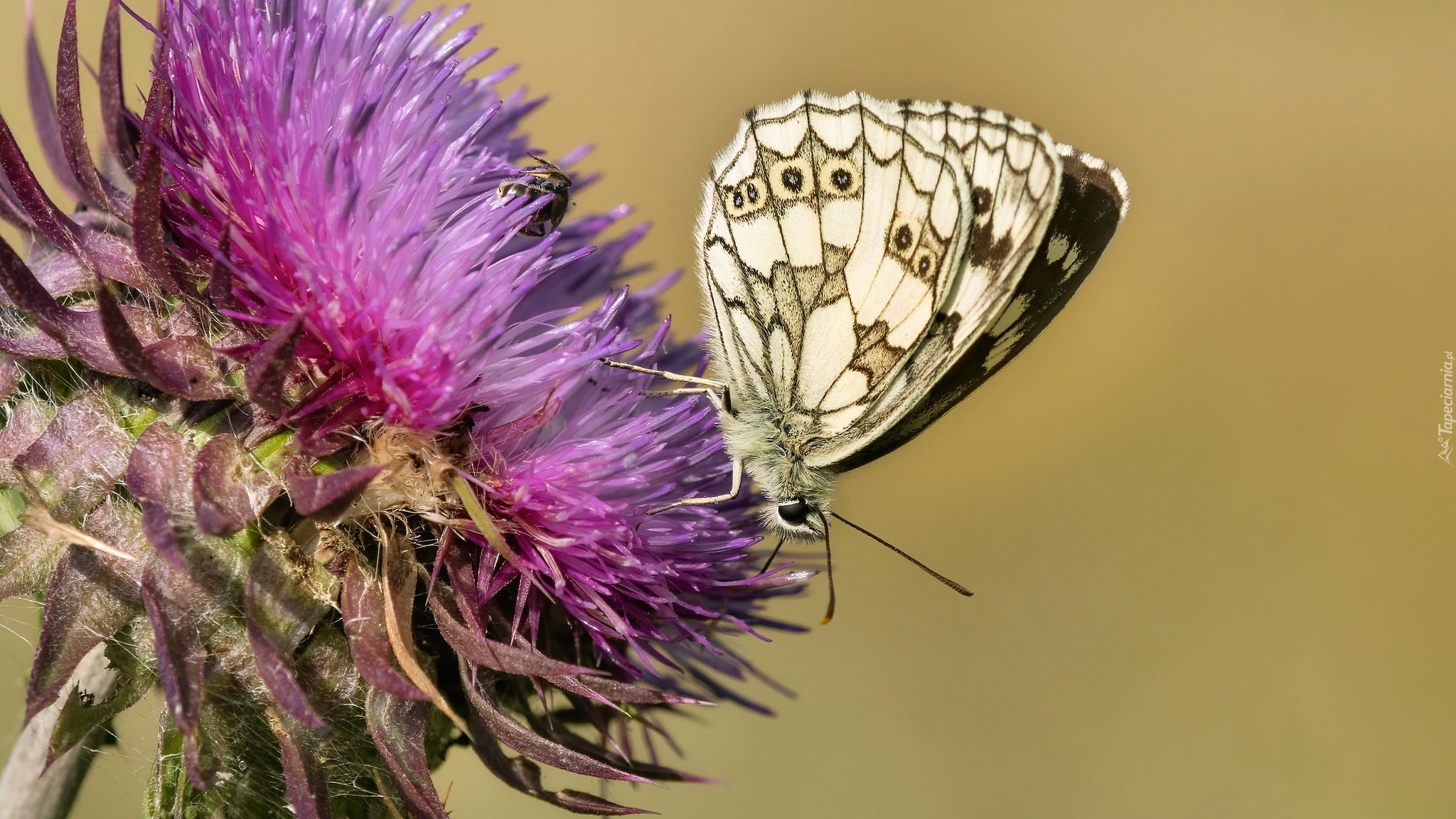 Motyl, Polowiec szachownica, Roślina, Oset, Zbliżenie