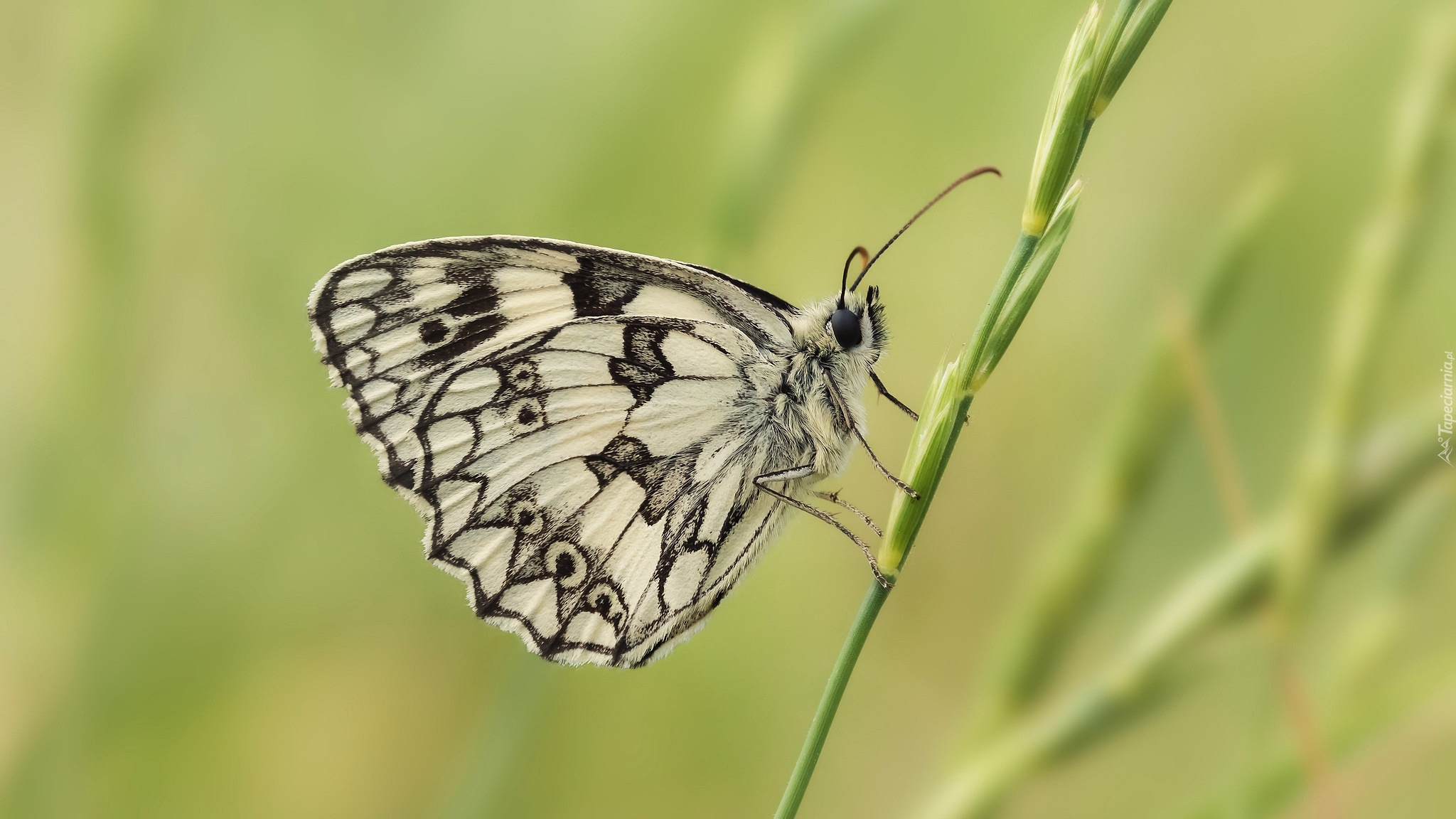 Motyl, Polowiec szachownica, Roślinka