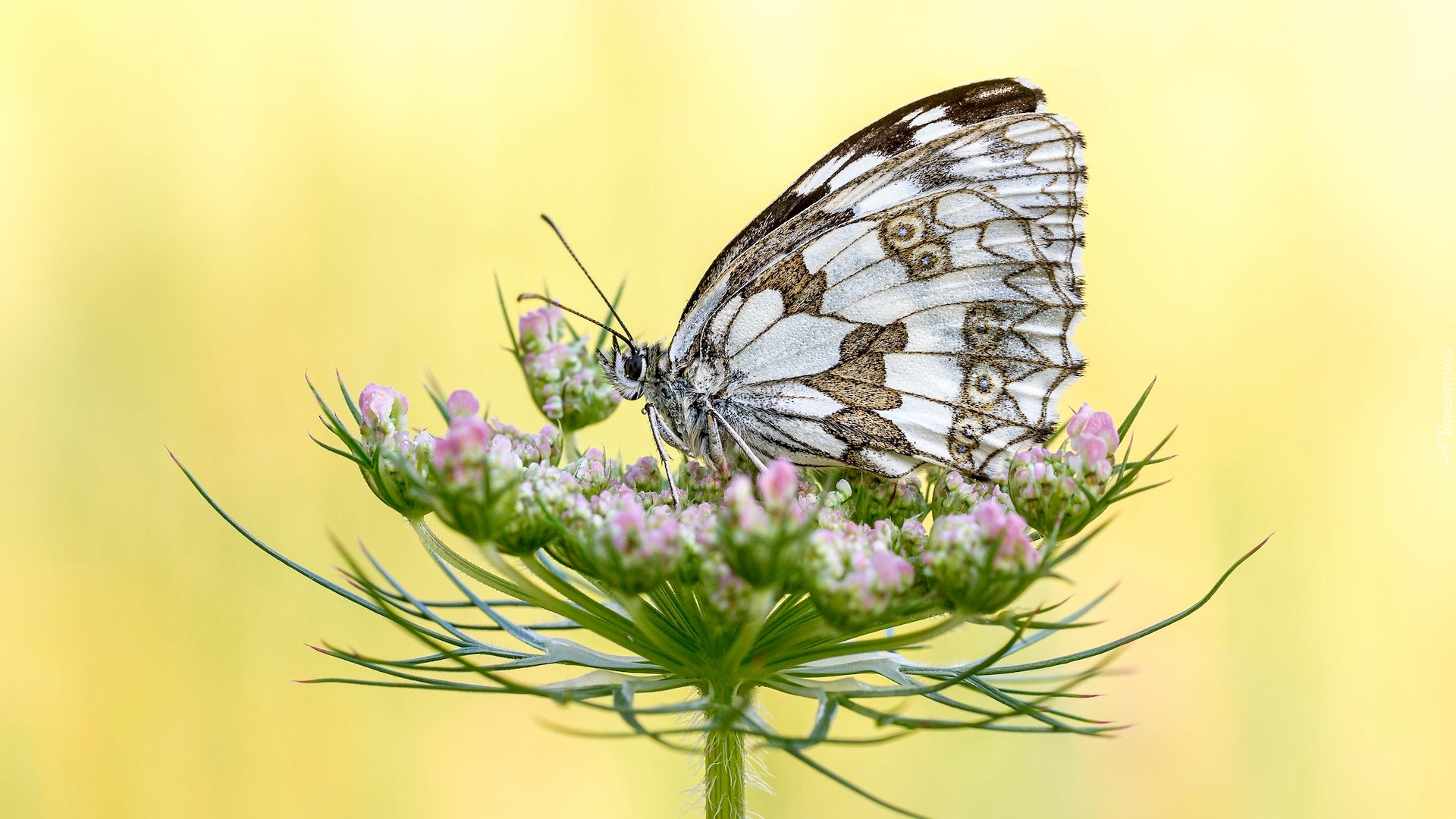 Motyl, Polowiec szachownica, Roślina, Żółte tło