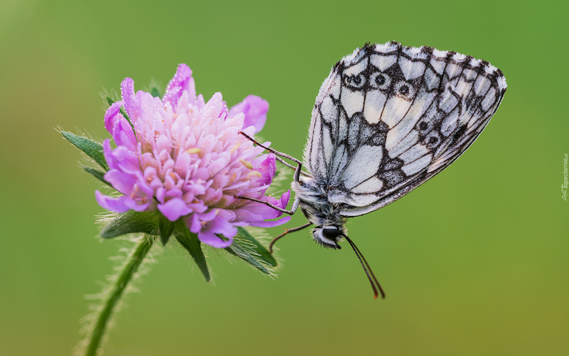 Motyl, Polowiec szachownica, Fioletowy, Kwiat, Świerzbnica polna