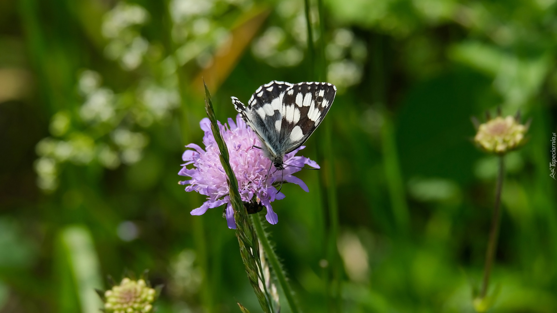 Motyl, Polowiec szachownica, Kwiat, Driakiew, Trawa, Źdźbło, Łąka