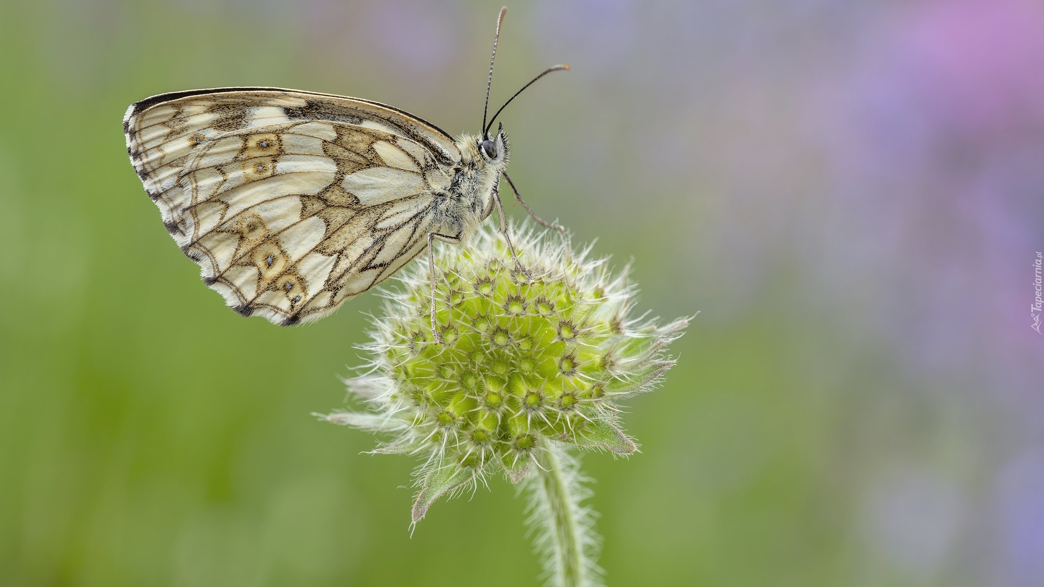 Motyl, Polowiec szachownica, Roślina, Kwiat