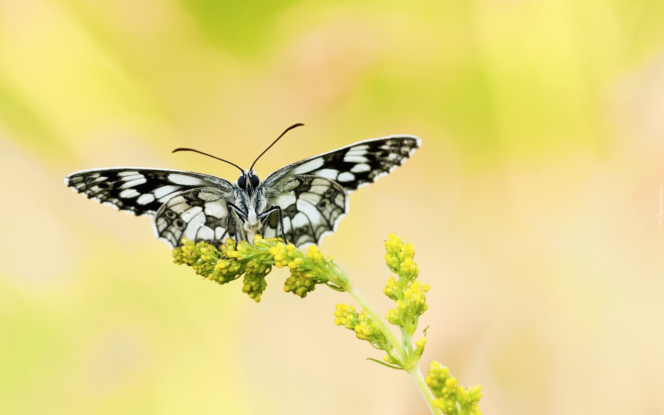 Motyl, Polowiec szachownica, Żółty, Kwiat