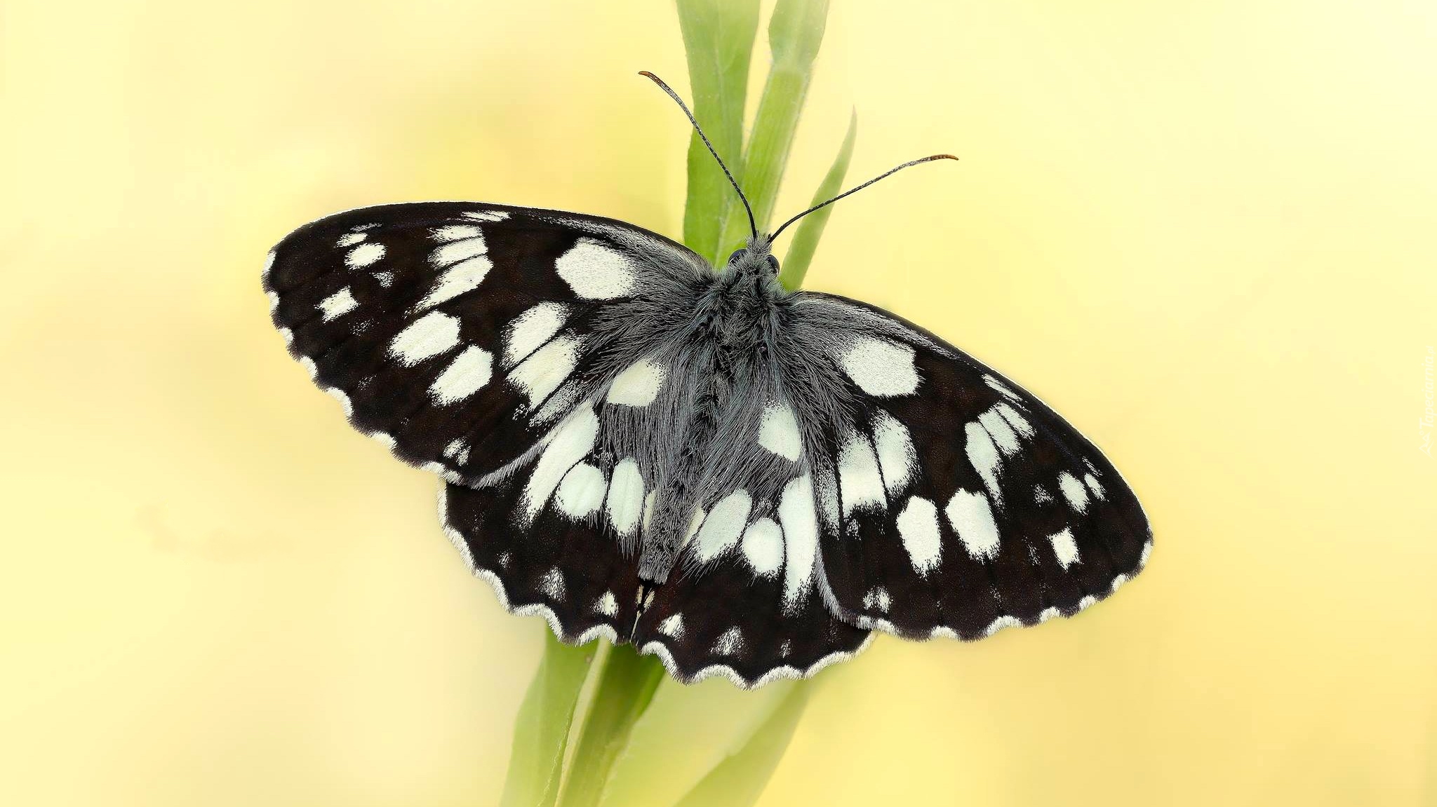 Czarno-biały, Motyl, Polowiec szachownica