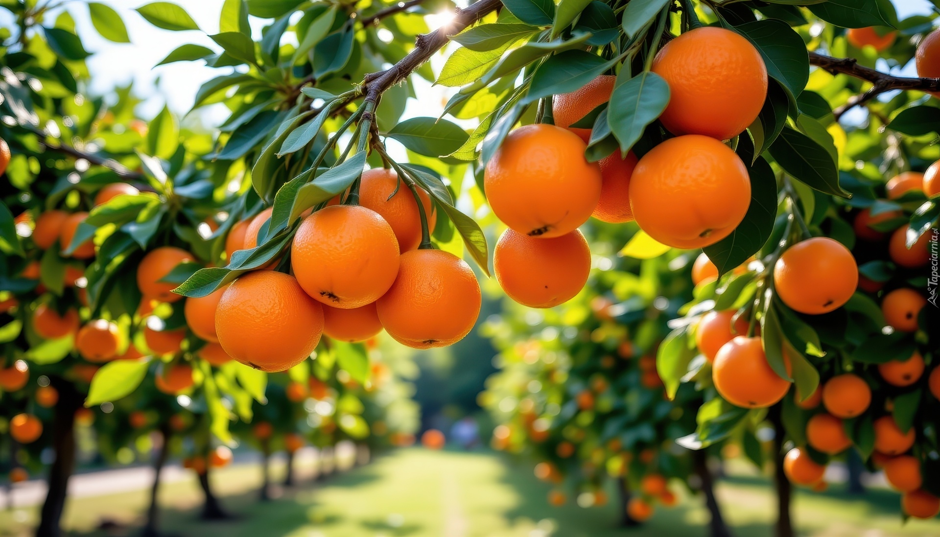 Pomarańcze, Owoce, Liście, Gałęzie, Grafika AI