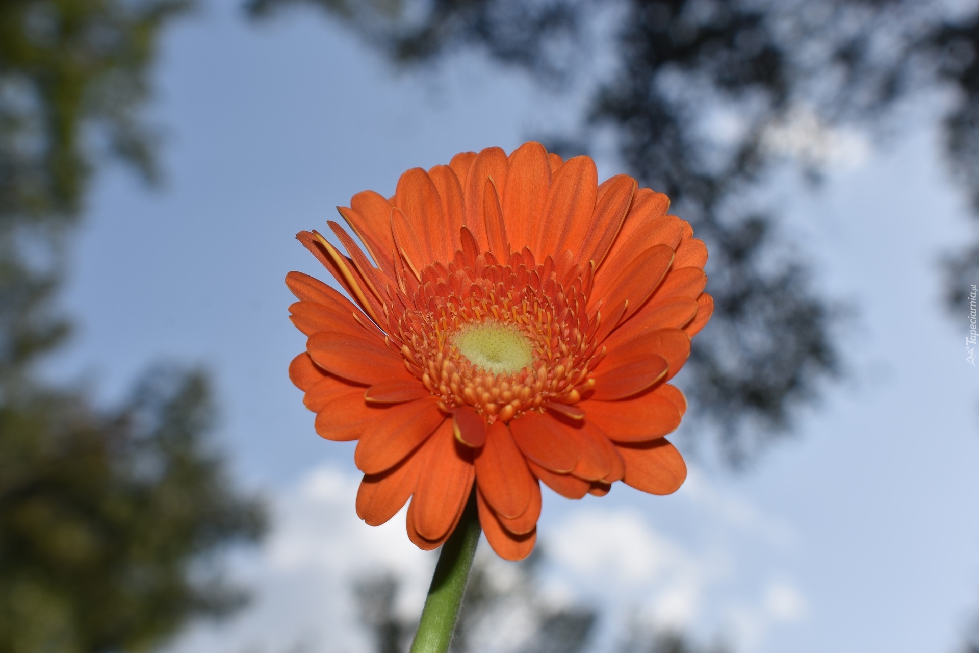 Pomarańczowy, Kwiat, Gerbera