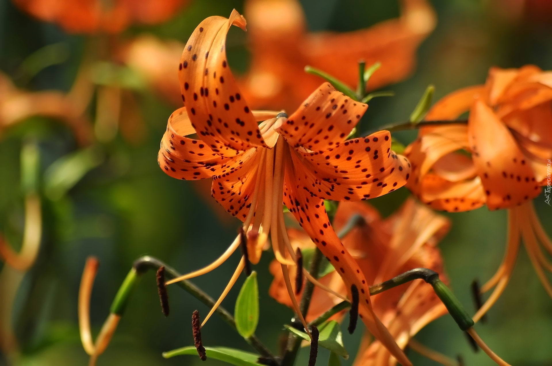 Lilia tygrysia, Pomarańczowe, Kwiaty