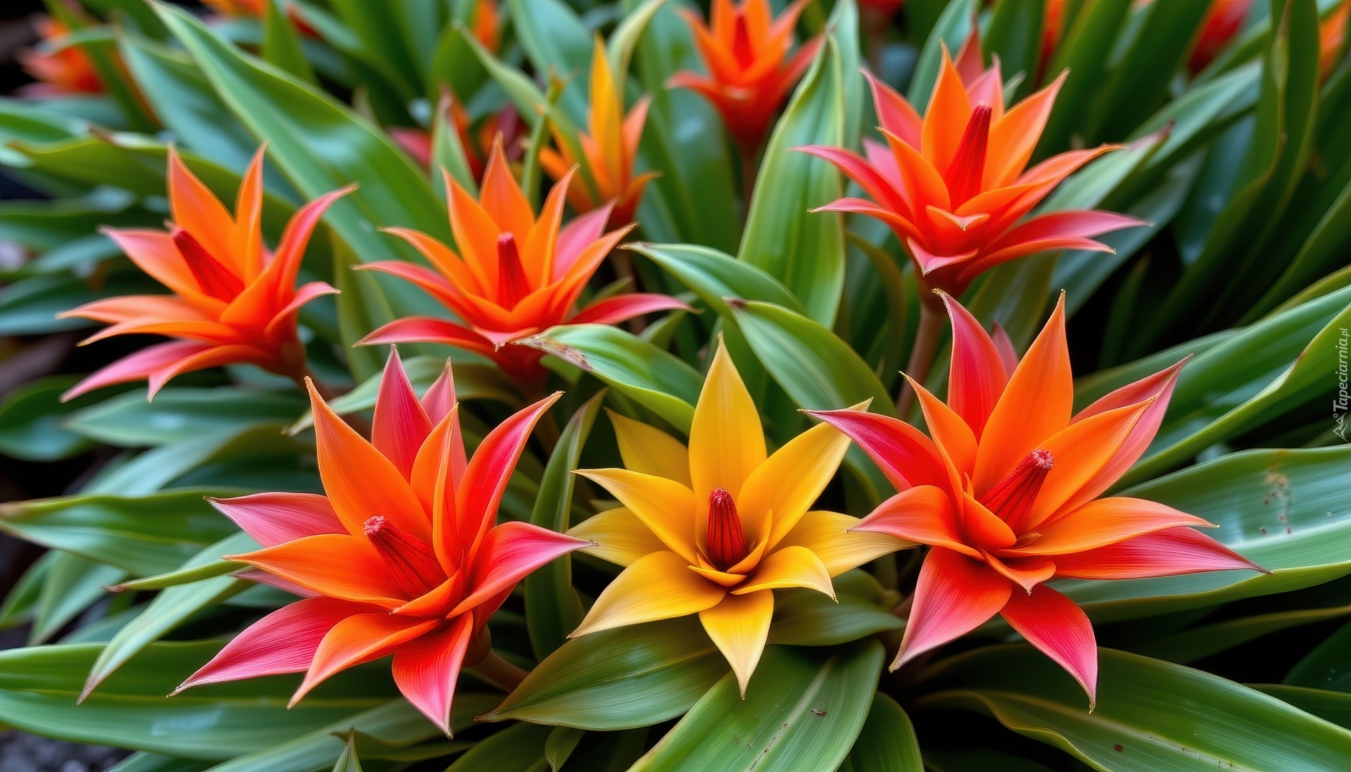 Kwiaty, Kolorowe, Bromelie, Liście, Rośliny