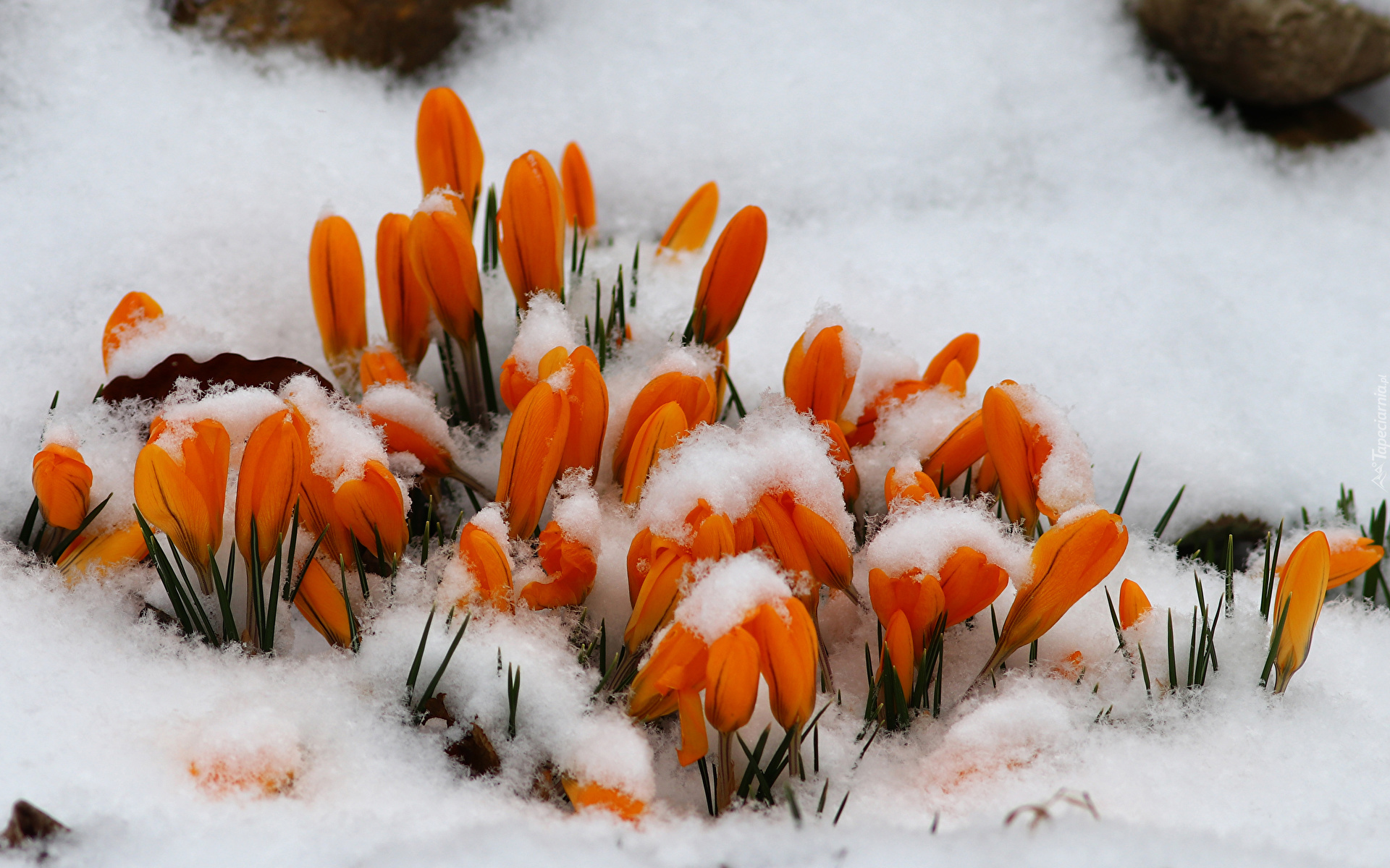 Kwiaty, Krokusy, Pomarańczowe, Śnieg