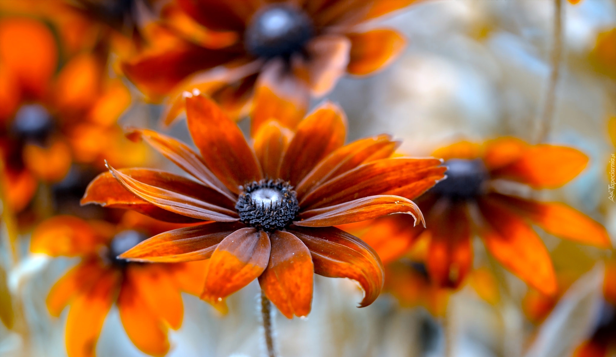 Kwiat, Pomarańczowa, Rudbekia