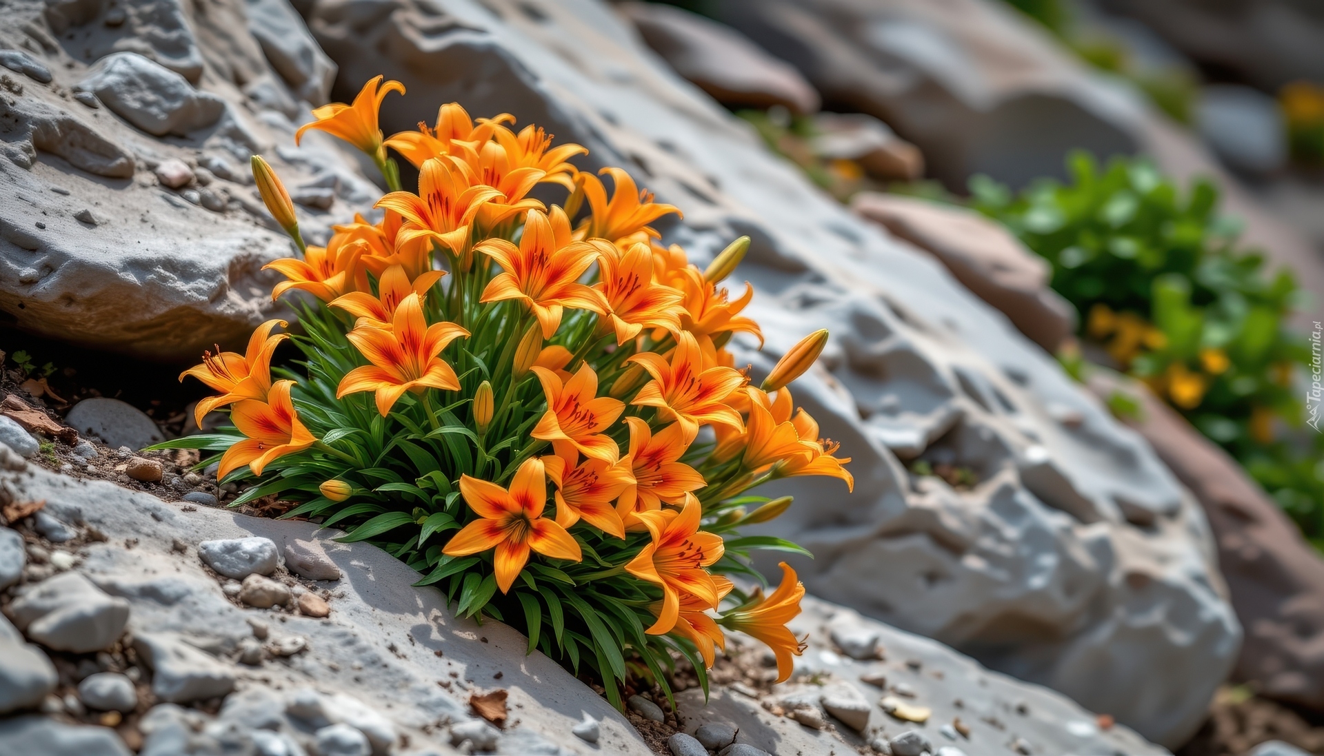 Kwiaty, Pomarańczowe, Lilie, Skały, Grafika AI