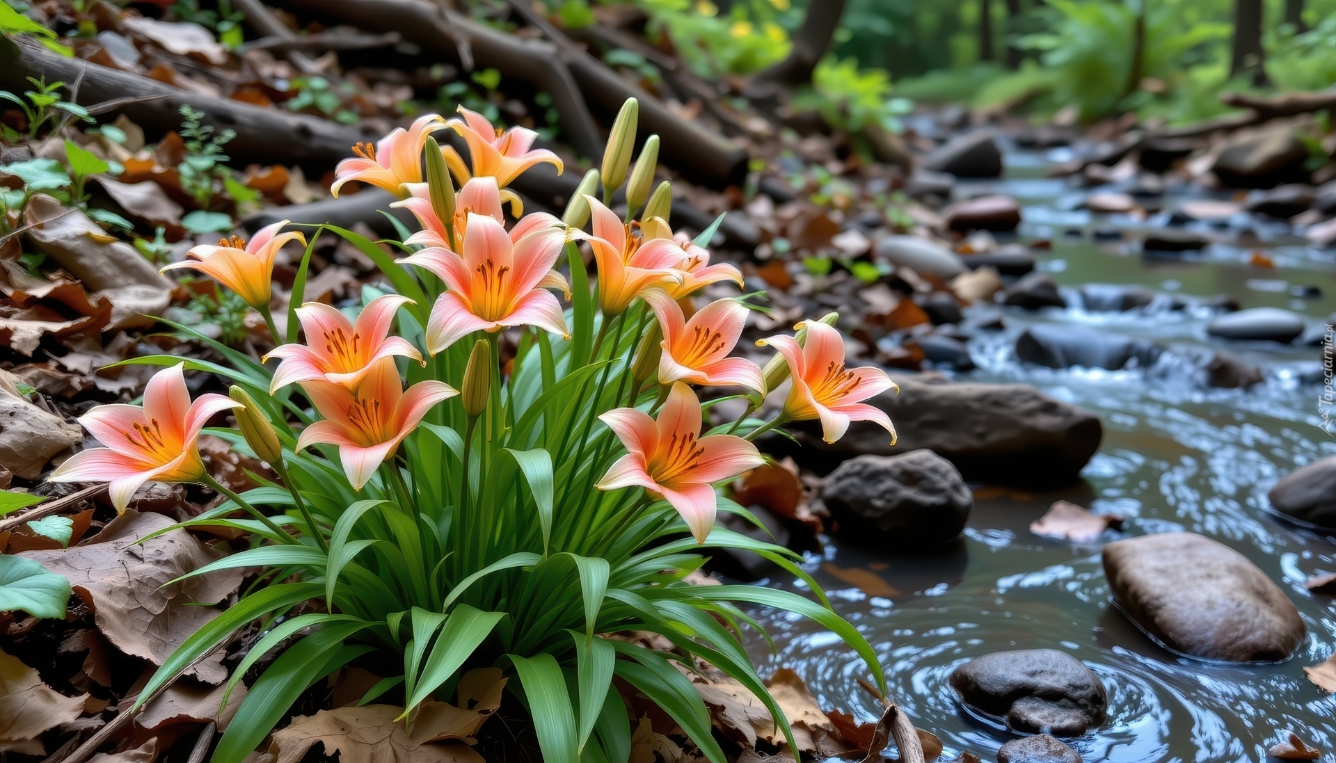 Pomarańczowe, Lilie, Strumyk, Kamienie
