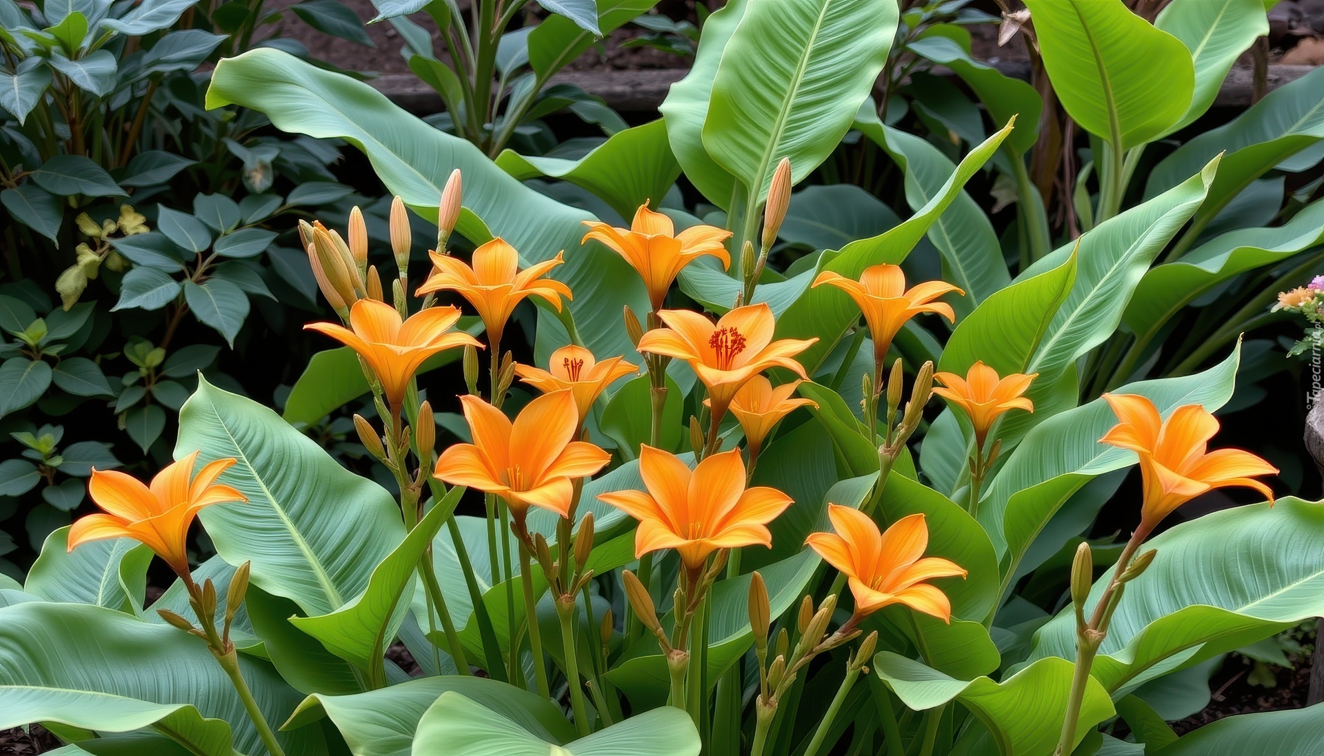 Pomarańczowe, Lilie, Duże, Liście