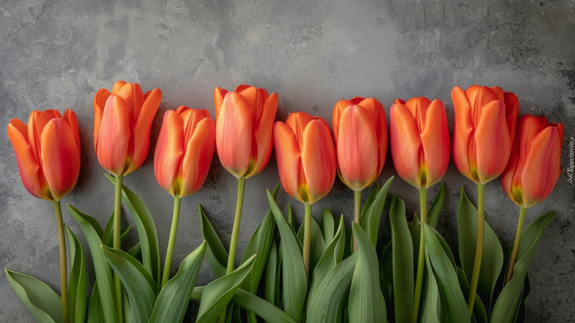 Kwiaty, Tulipany, Ciemne, Tło