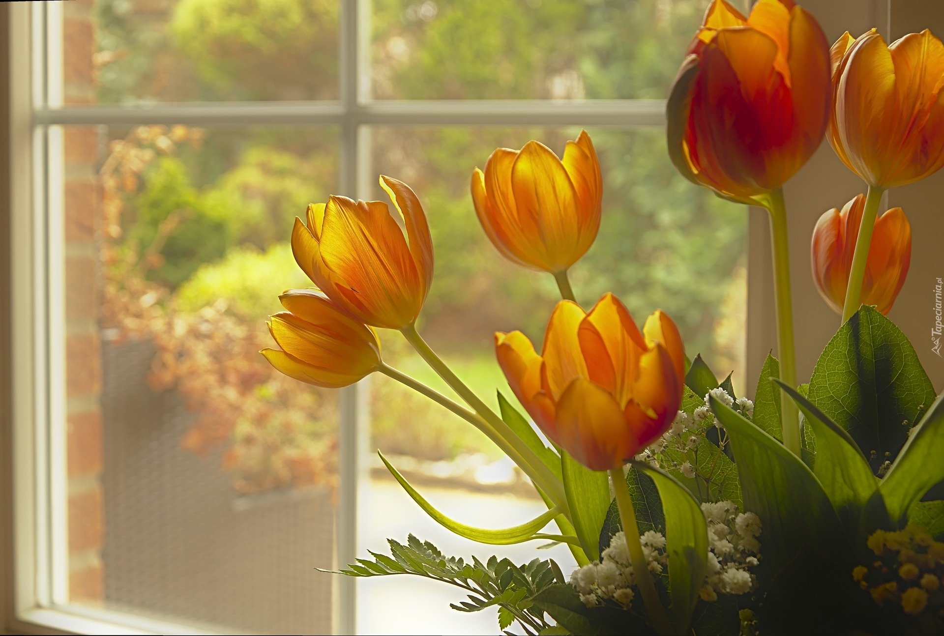 Kwiaty, Tulipany, Okno