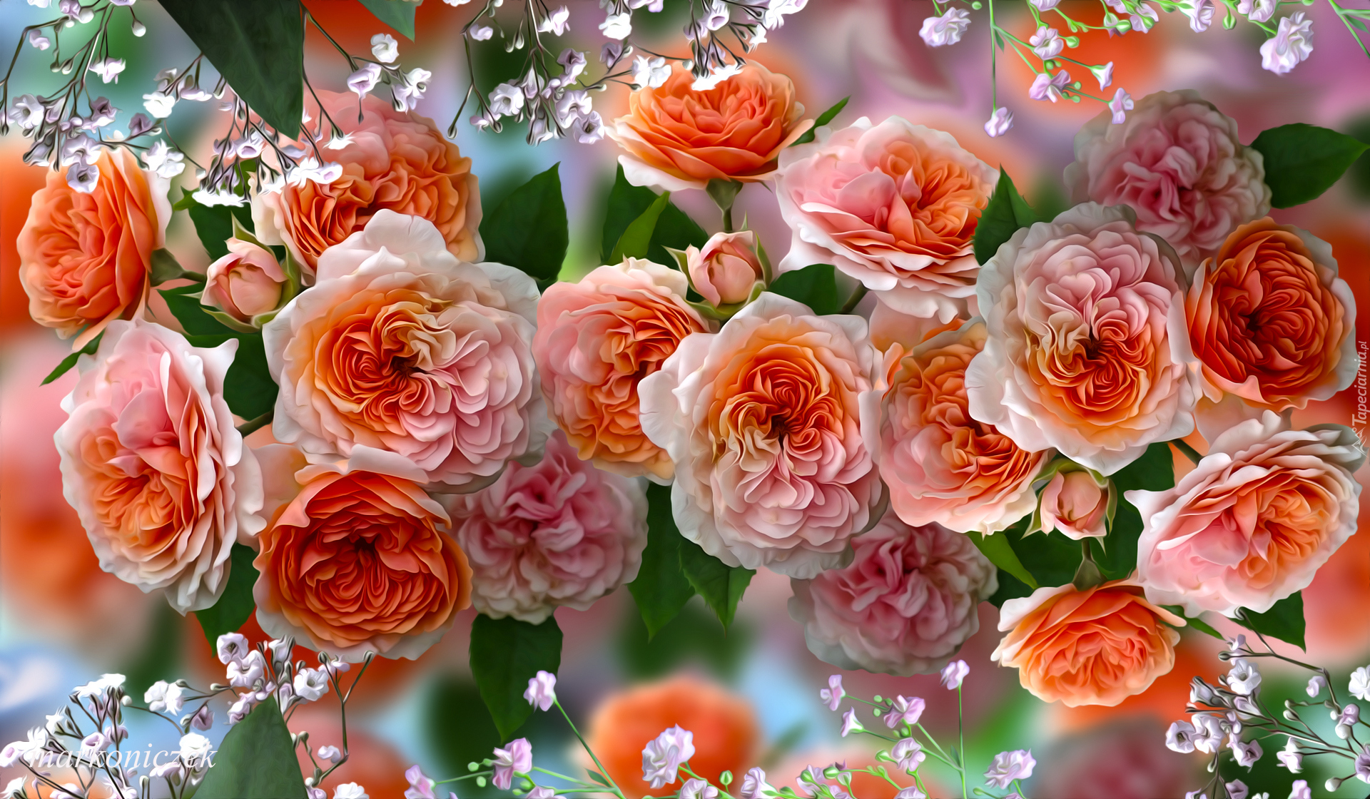 Pomarańczowo-różowe, Róże, Grafika