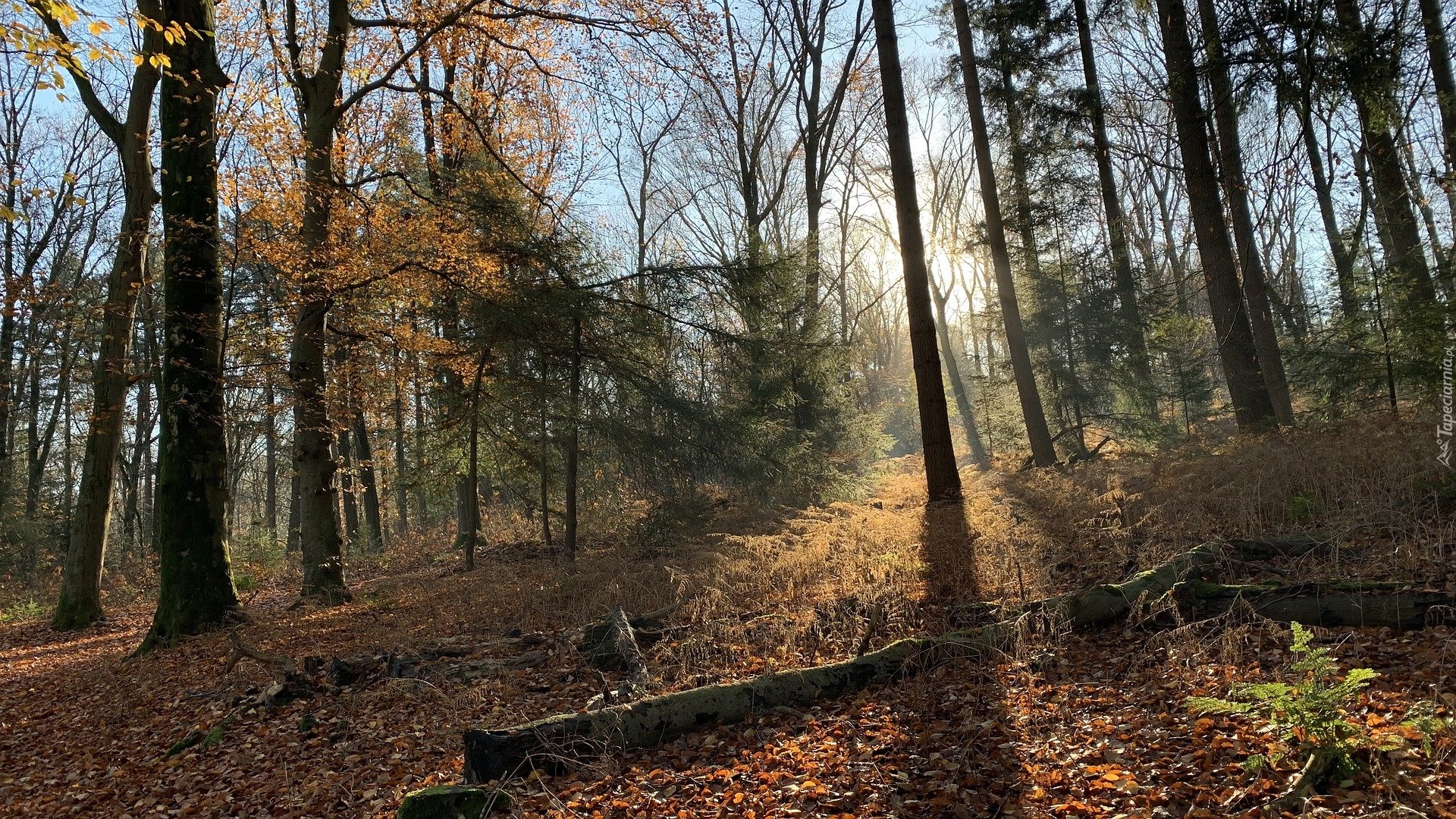 Jesień, Las, Konary, Słoneczny blask, Opadłe, Liście