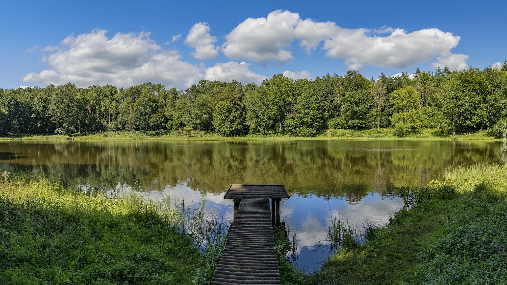 Las, Drzewa, Pomost, Jezioro