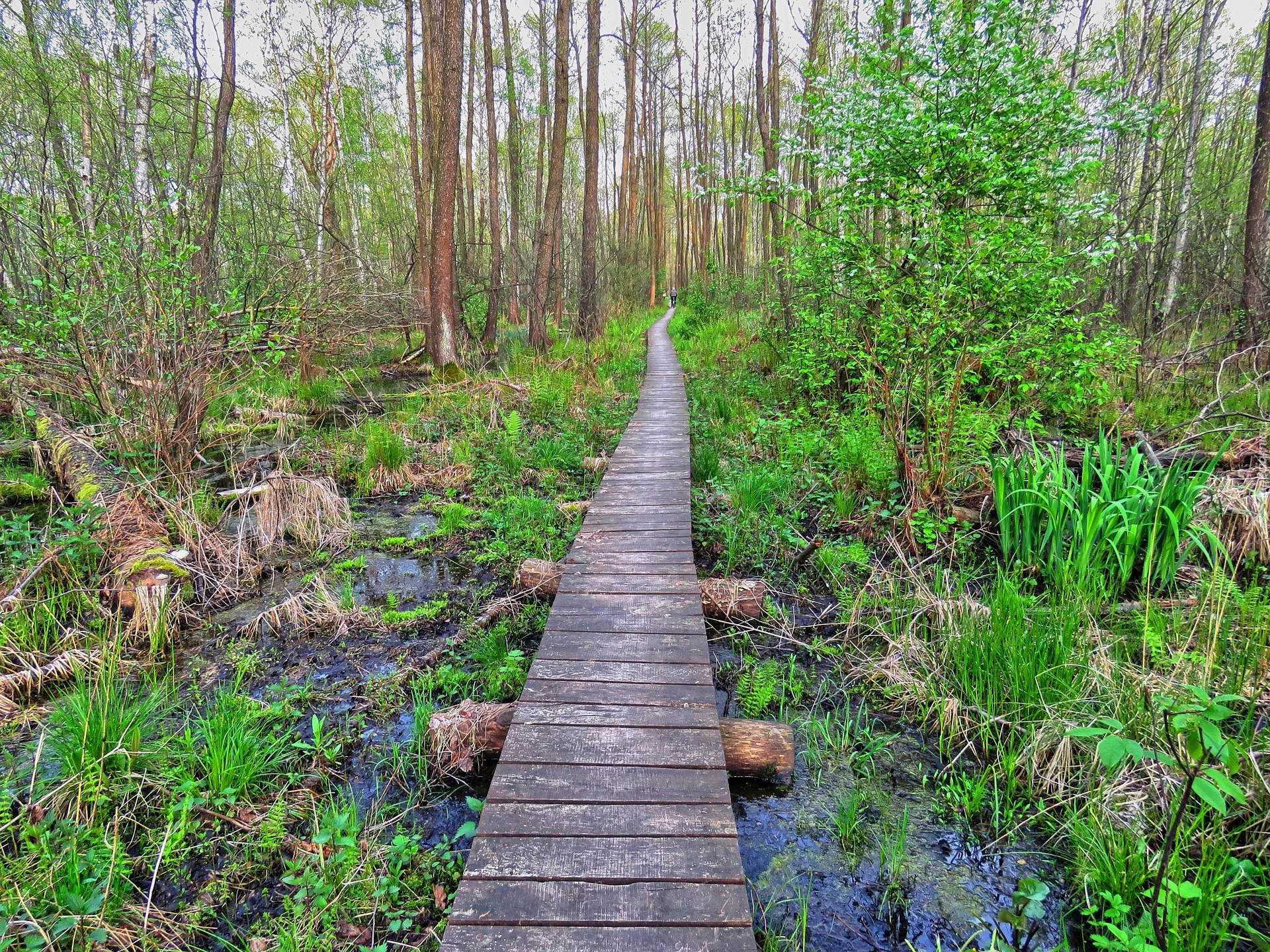 Moczary, Bagno, Kładka, Pomost, Drzewa, Roślinność, Poleski Park Narodowy, Polesie, Polska