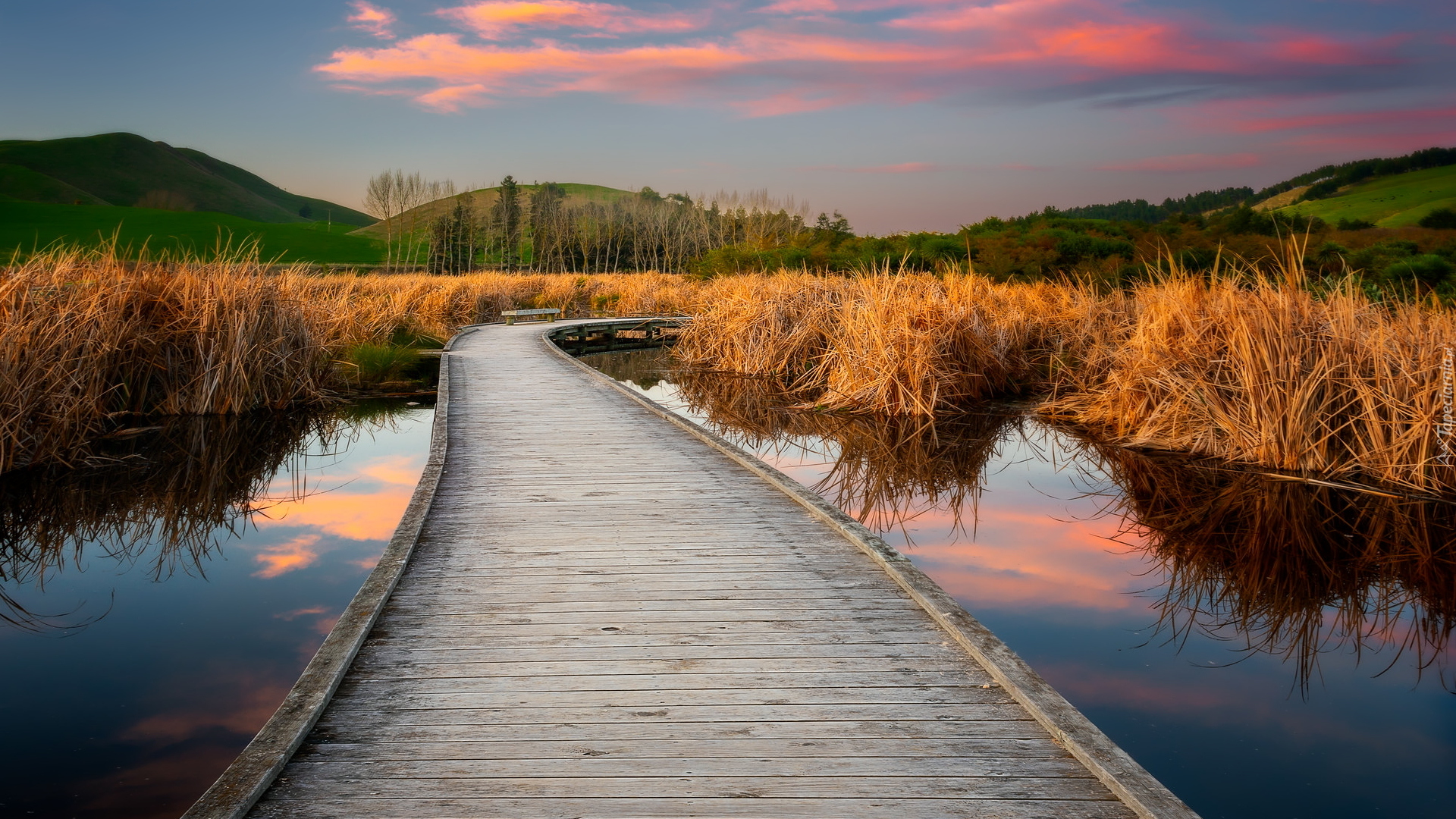 Pomost, Mokradło, Bagno, Pekapeka Wetlands, Pożółkłe, Trawy, Poukawa, Hawkes Bay, Nowa Zelandia