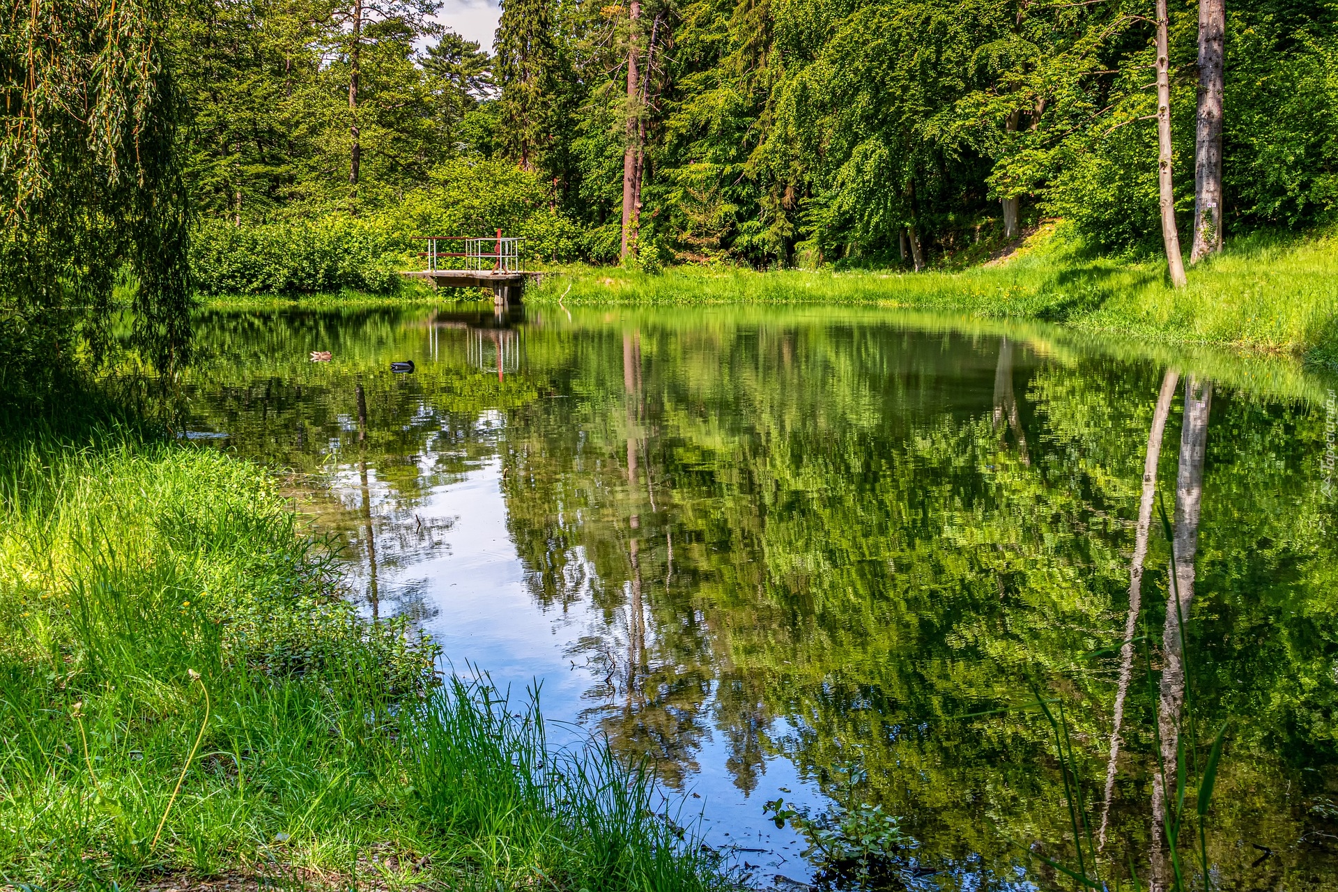 Las, Staw, Pomost, Drzewa, Roślinność, Odbicie, Pogodny, Dzień