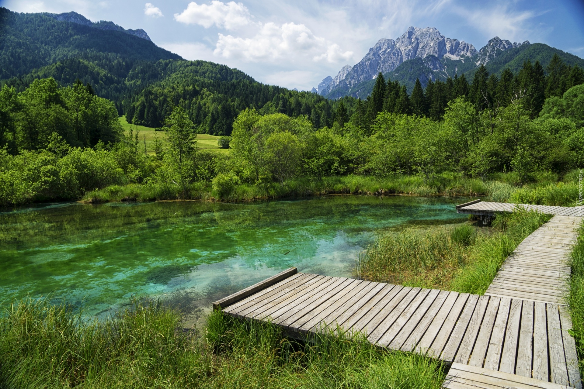 Góry, Lasy, Drzewa, Jezioro, Rezerwat przyrody Zelenci, Trawa, Pomosty, Kranjska Gora, Słowenia