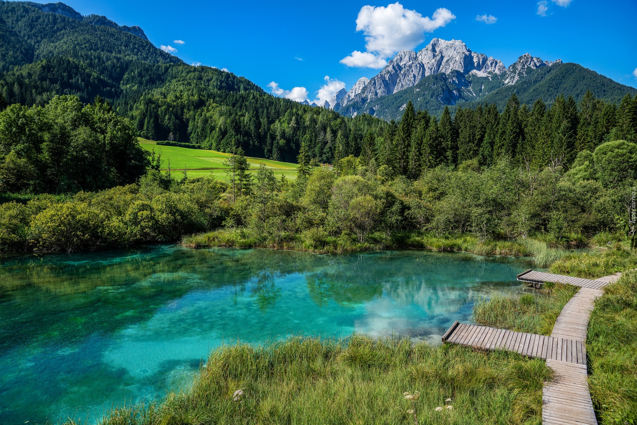 Góry, Las, Drzewa, Jezioro, Rezerwat przyrody Zelenci, Trawa, Pomosty, Kranjska Gora, Słowenia